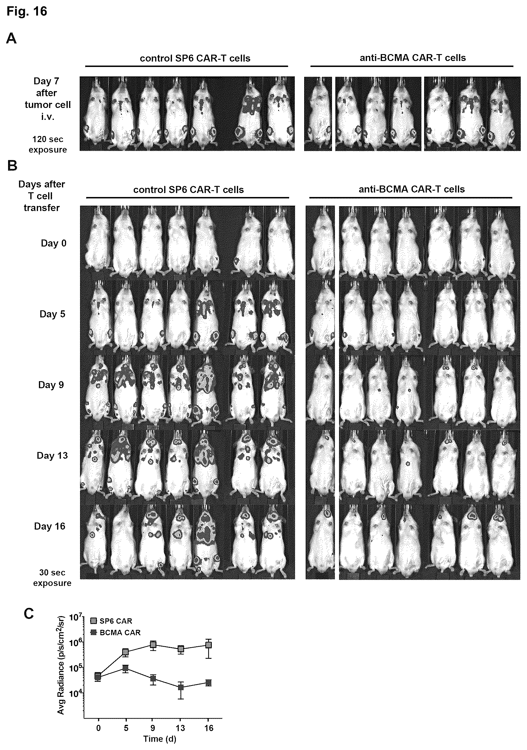 Patent US12351640 Figure 18 – Chimeric antigen receptor and CAR-T cells that bind BCMA