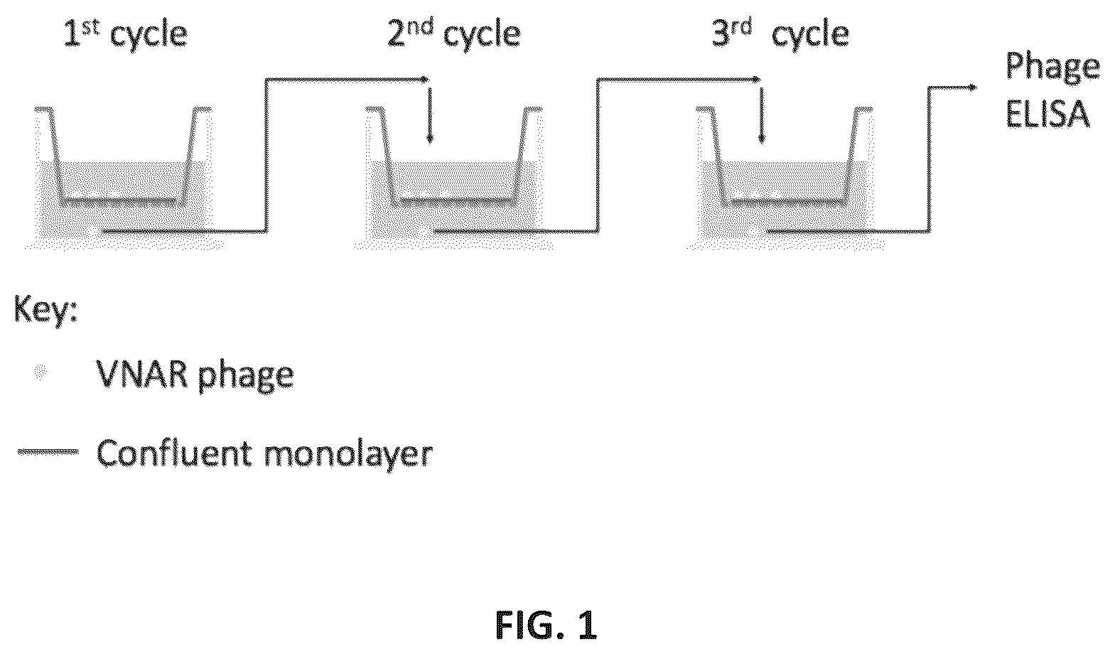 Patent US12351642 Figure 1 – TFR-specific binding moieties and transcytosis method to select VNARs that cross cellular barriers