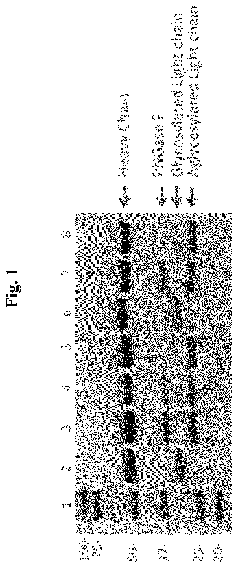 Patent US12351644 Figure 1 – Anti-CD73 antibodies
