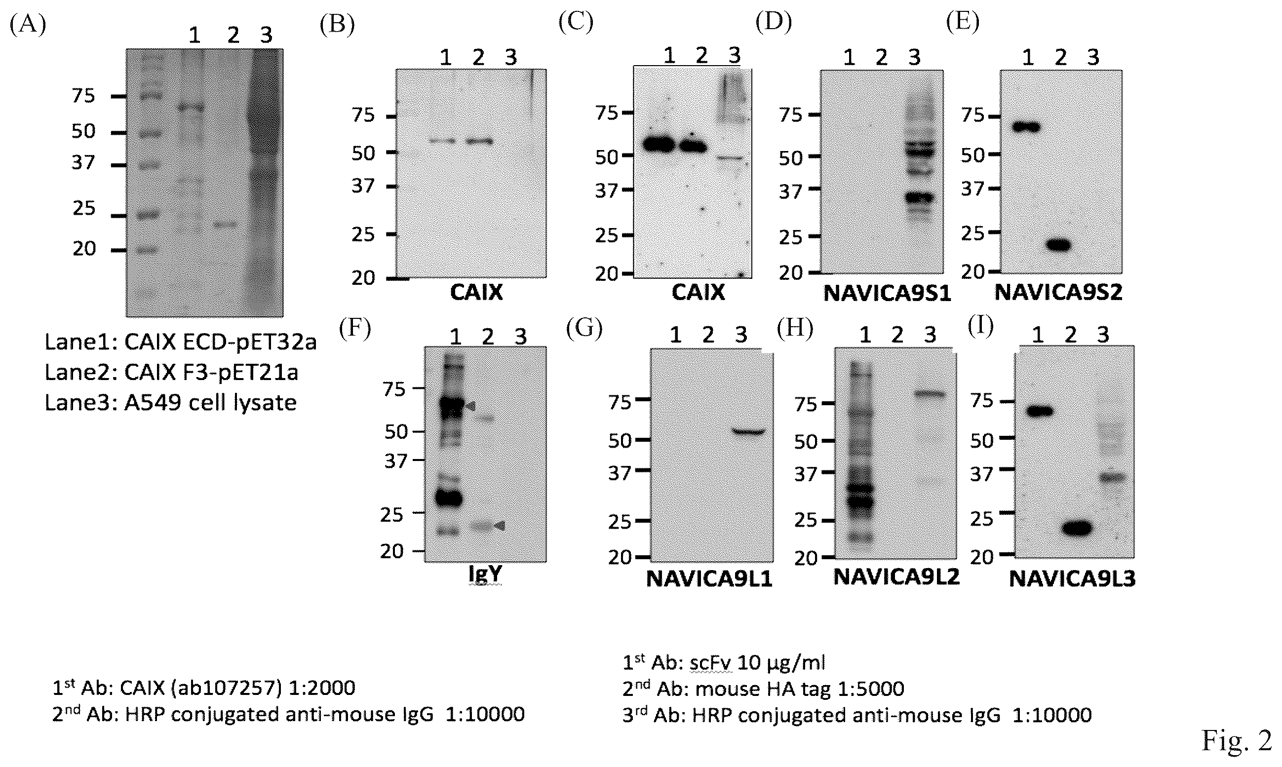 Patent US12351645 Figure 2 – Anti-carbonic anhydrase IX antibody