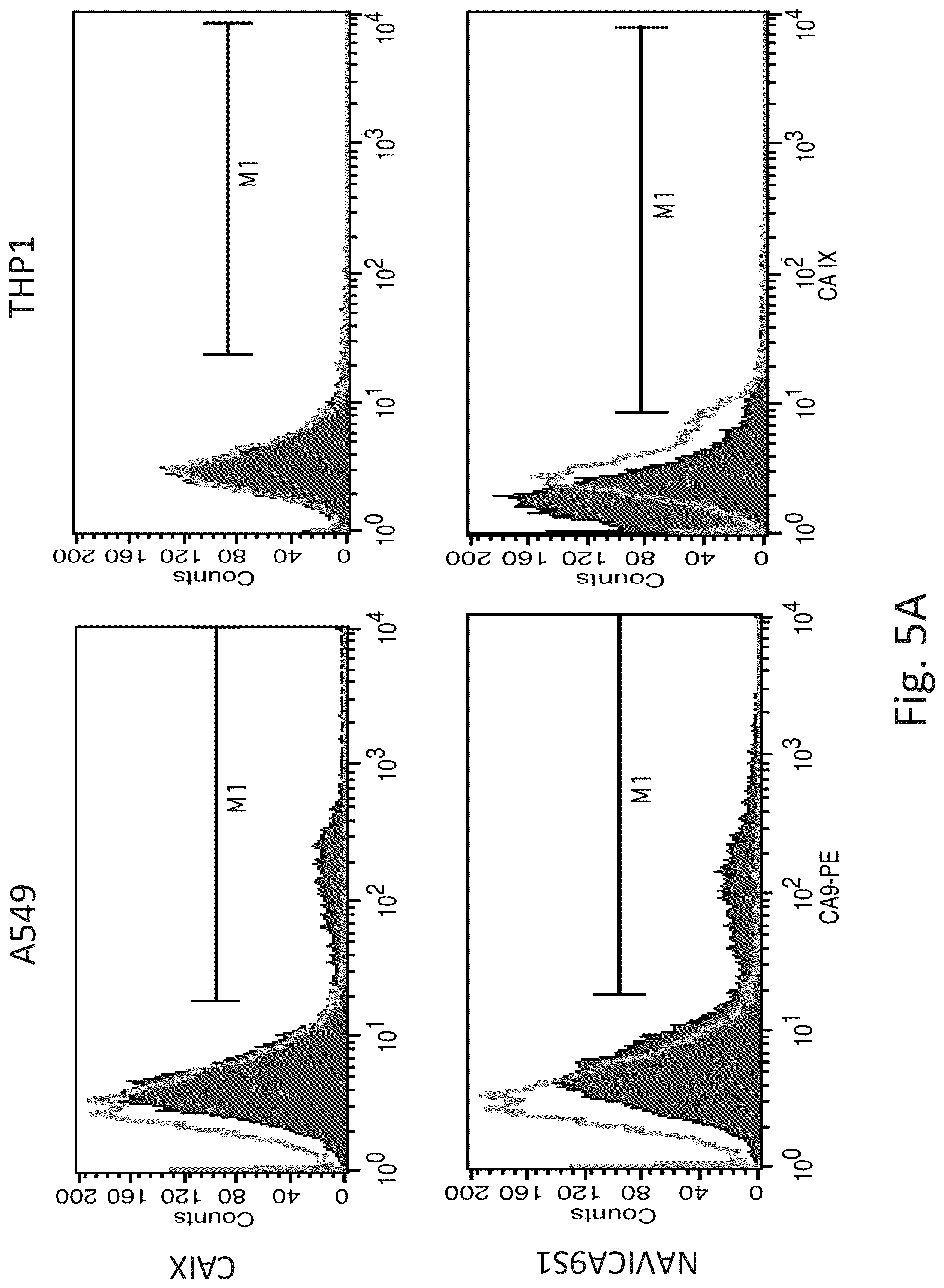 Patent US12351645 Figure 5 – Anti-carbonic anhydrase IX antibody