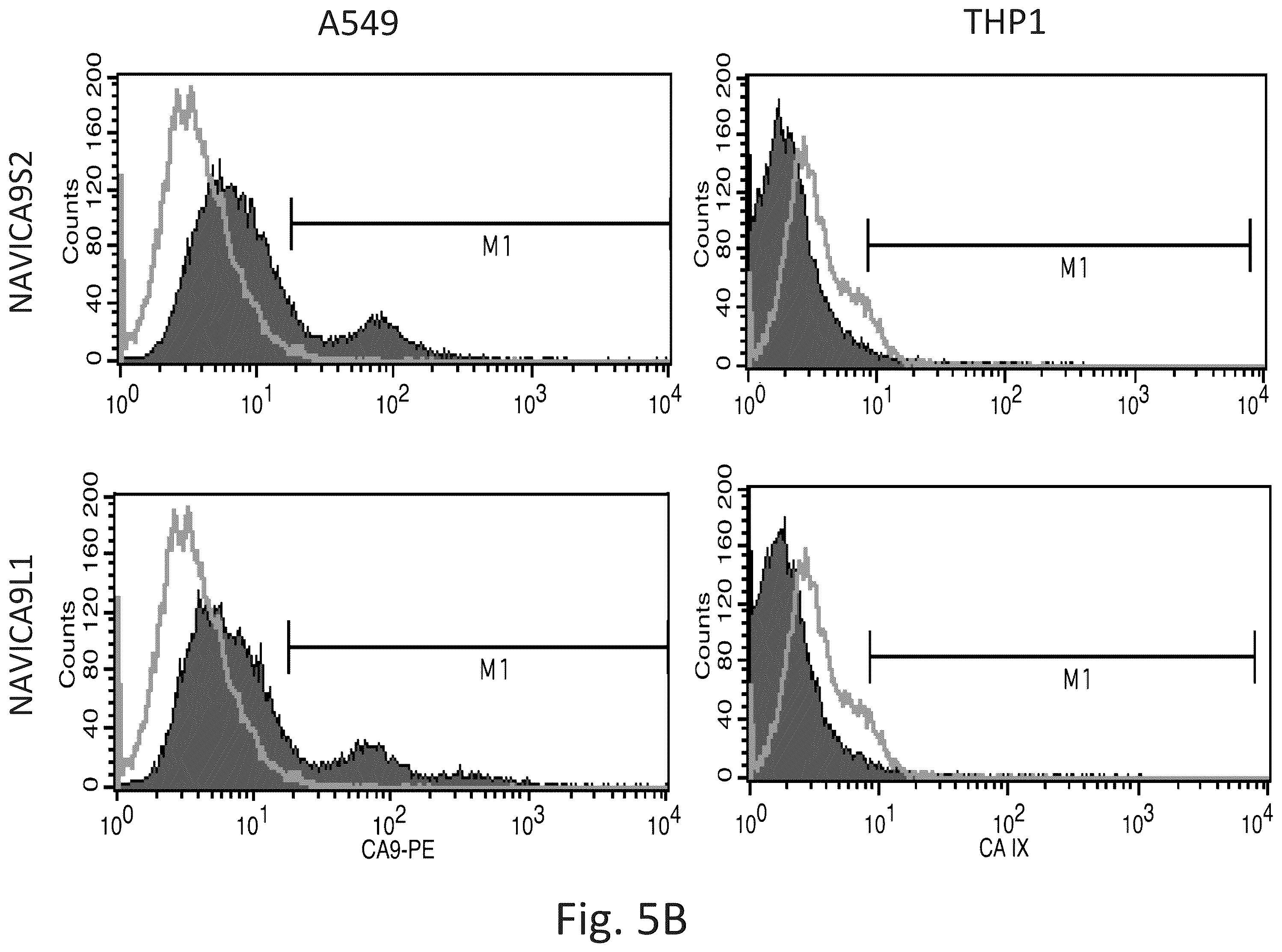 Patent US12351645 Figure 6 – Anti-carbonic anhydrase IX antibody