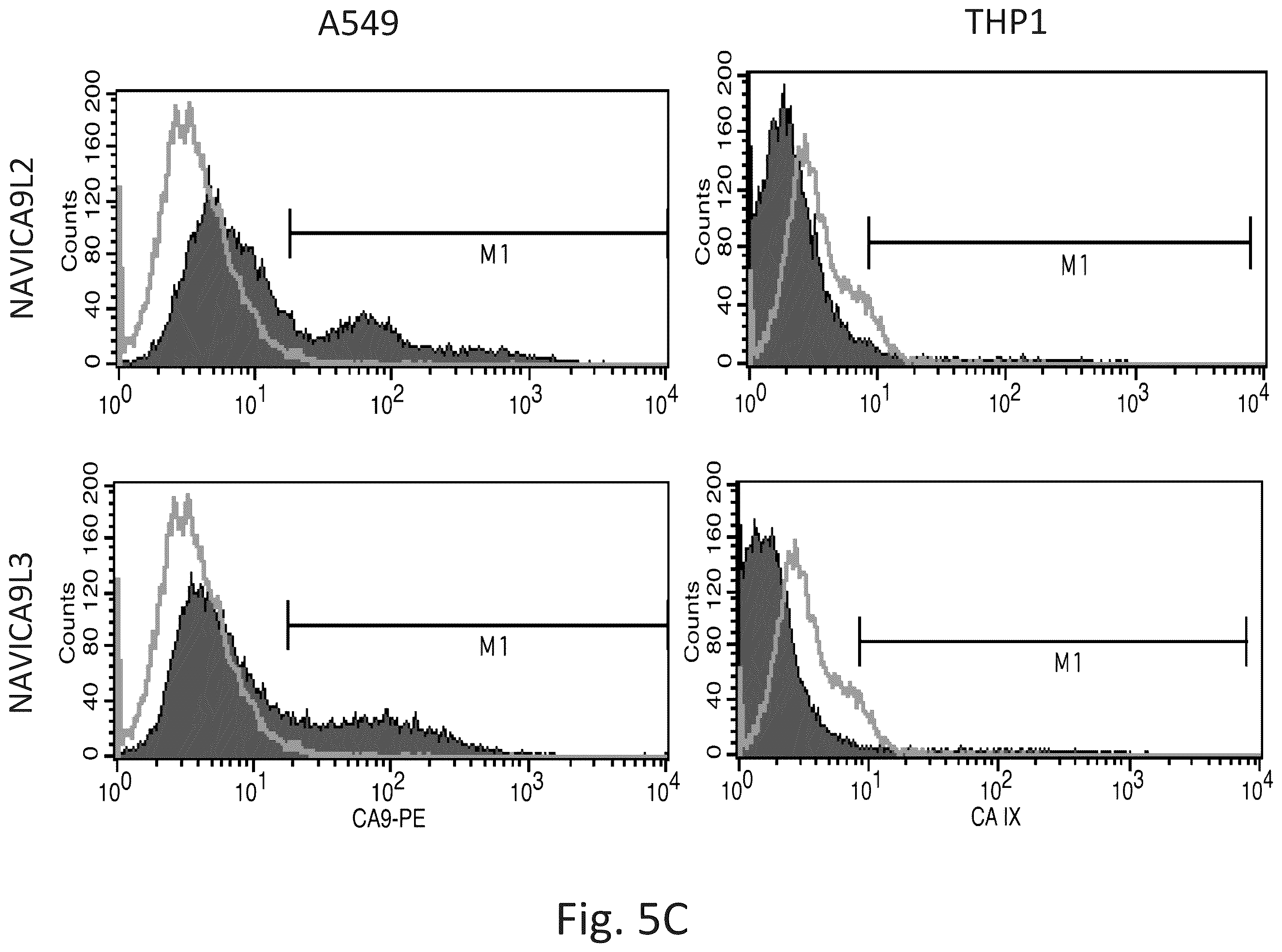 Patent US12351645 Figure 7 – Anti-carbonic anhydrase IX antibody