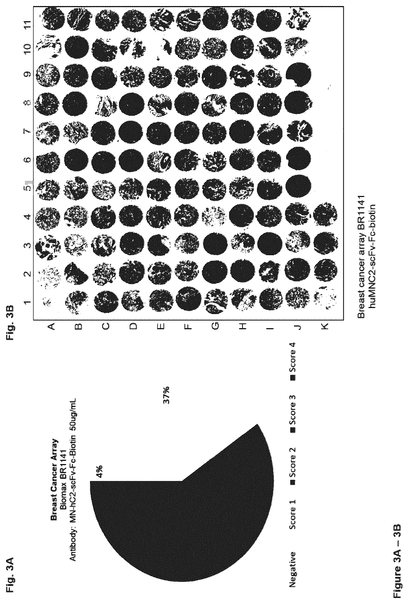 Patent US12351646 Figure 3 – Diagnostic methods using anti-MUC1* antibodies