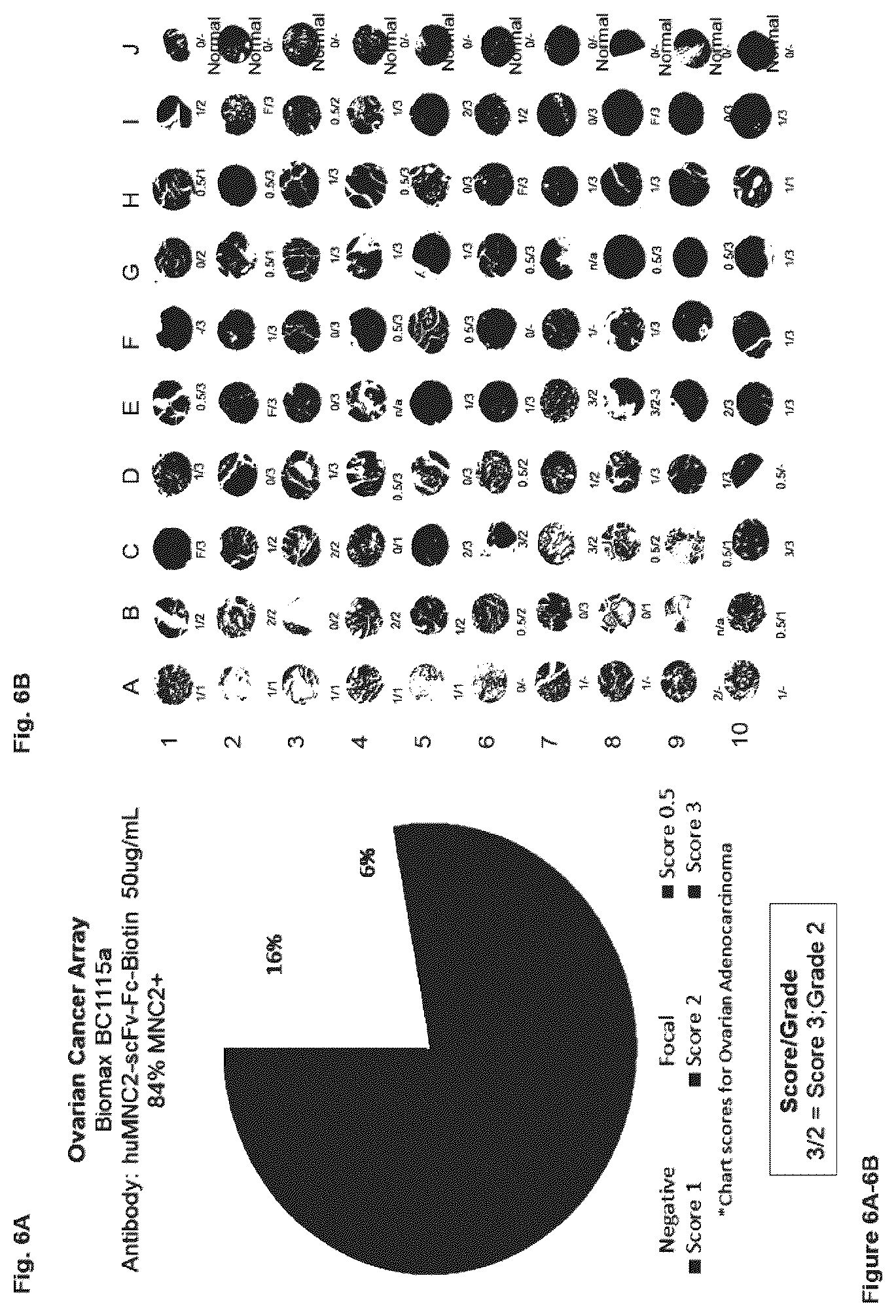 Patent US12351646 Figure 6 – Diagnostic methods using anti-MUC1* antibodies