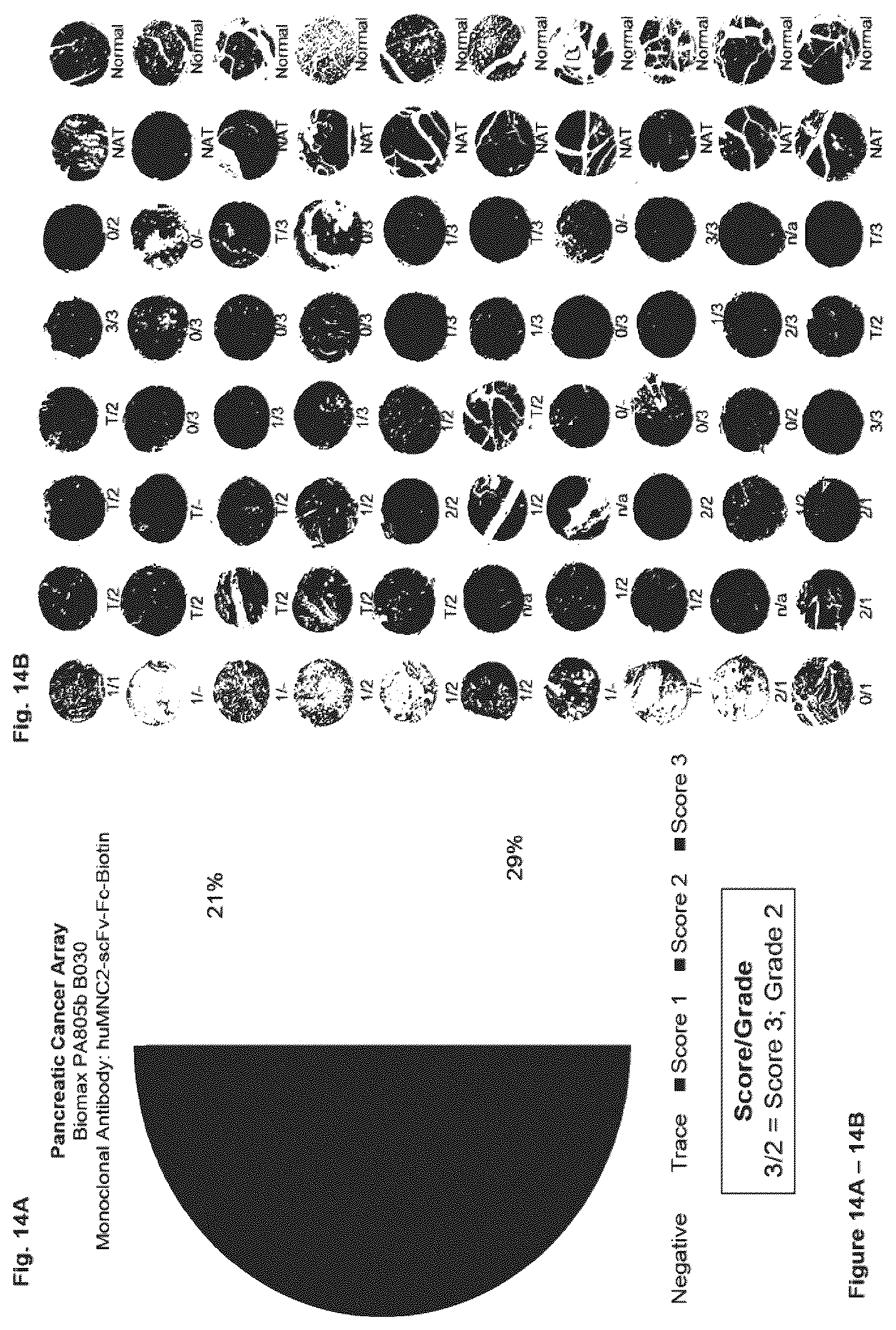 Patent US12351646 Figure 14 – Diagnostic methods using anti-MUC1* antibodies