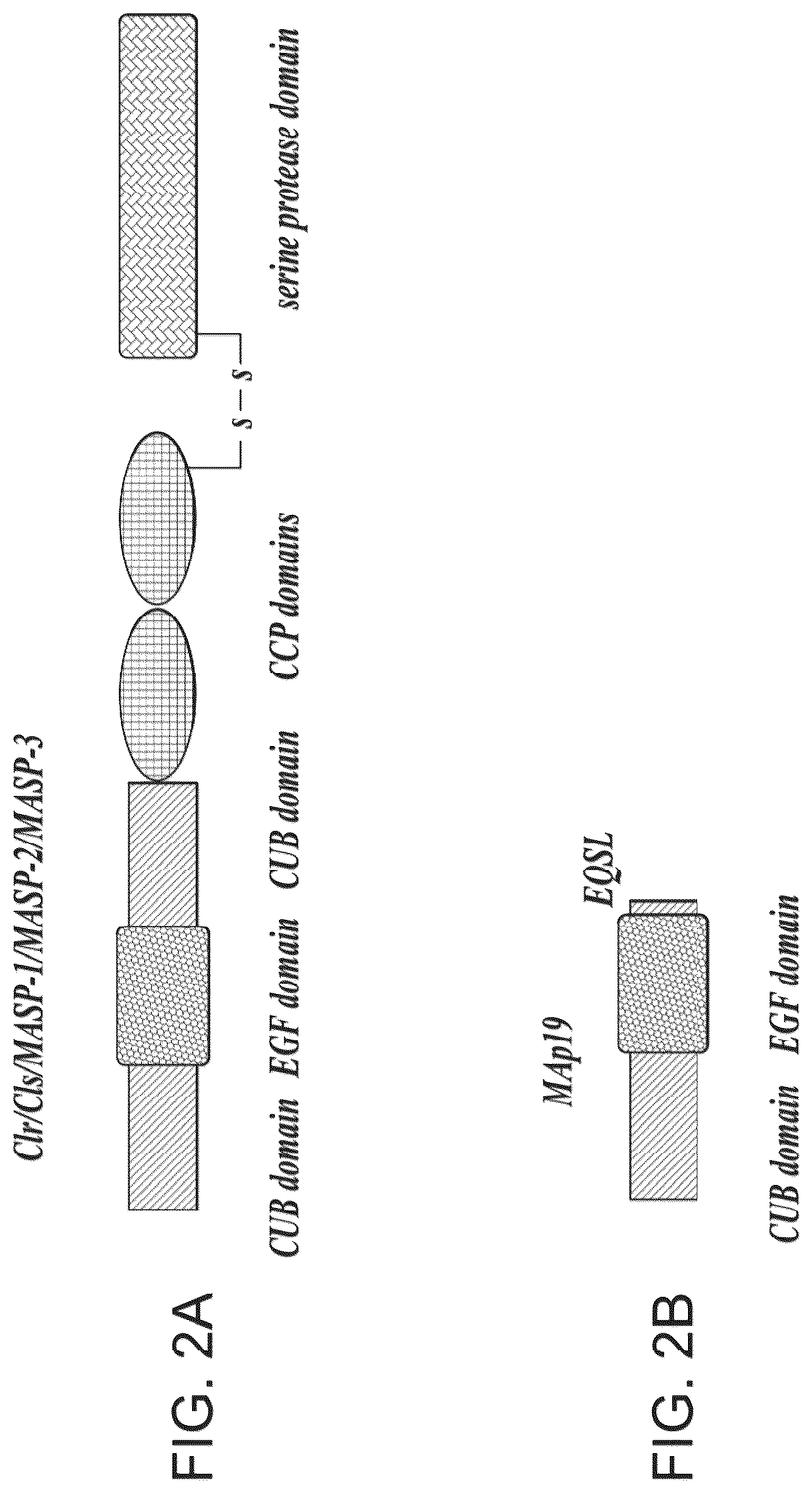 Patent US12351648 Figure 2 – Methods of inhibiting MASP-2 for the treatment and/or prevention of coronavirus-induced acute respiratory distress syndrome