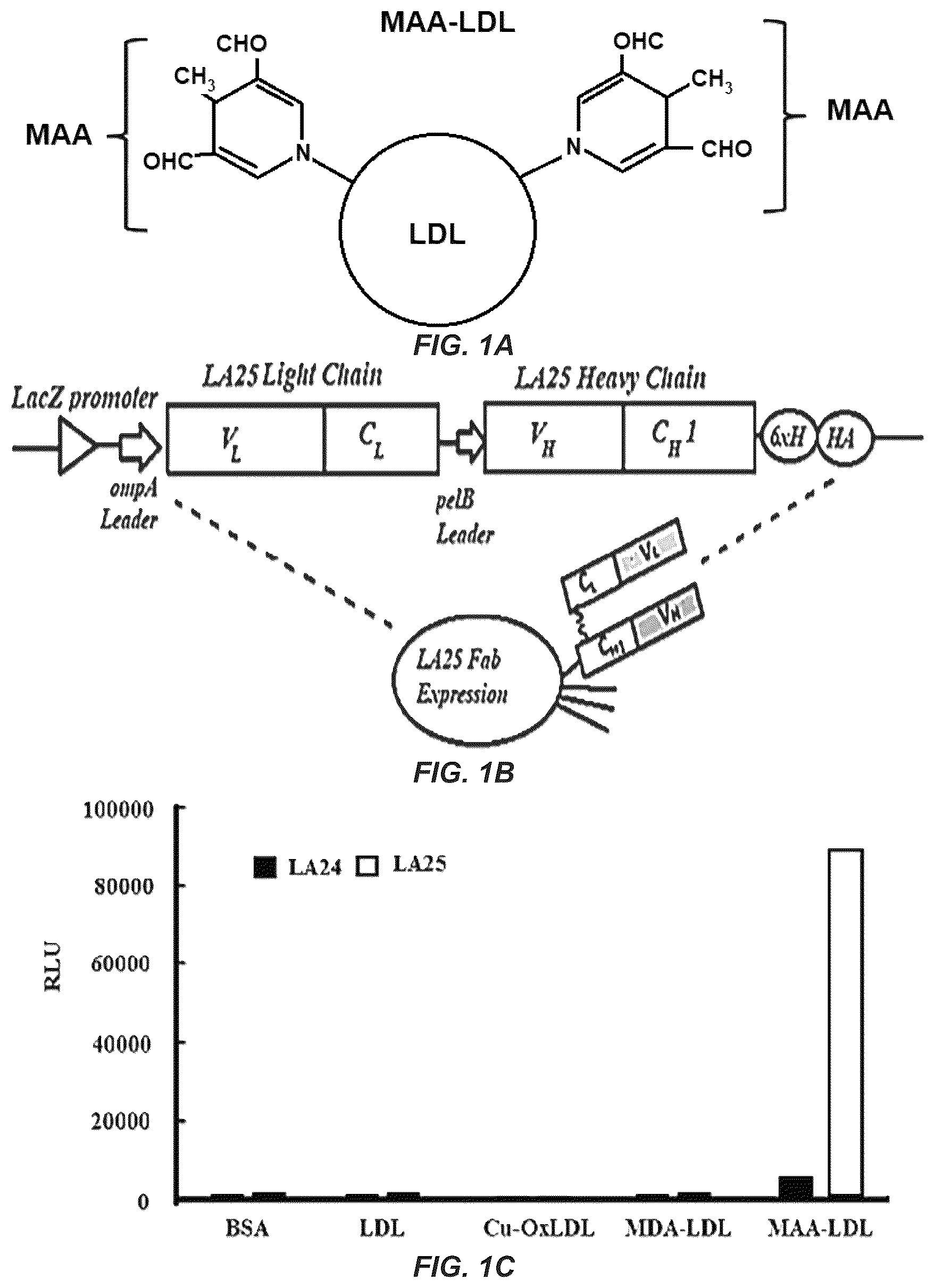 Patent US12351649 Figure 1 – Antibodies to oxidation-specific epitopes