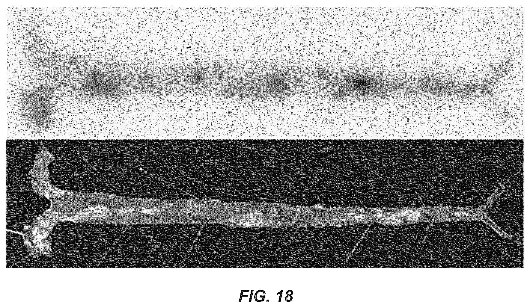Patent US12351649 Figure 19 – Antibodies to oxidation-specific epitopes