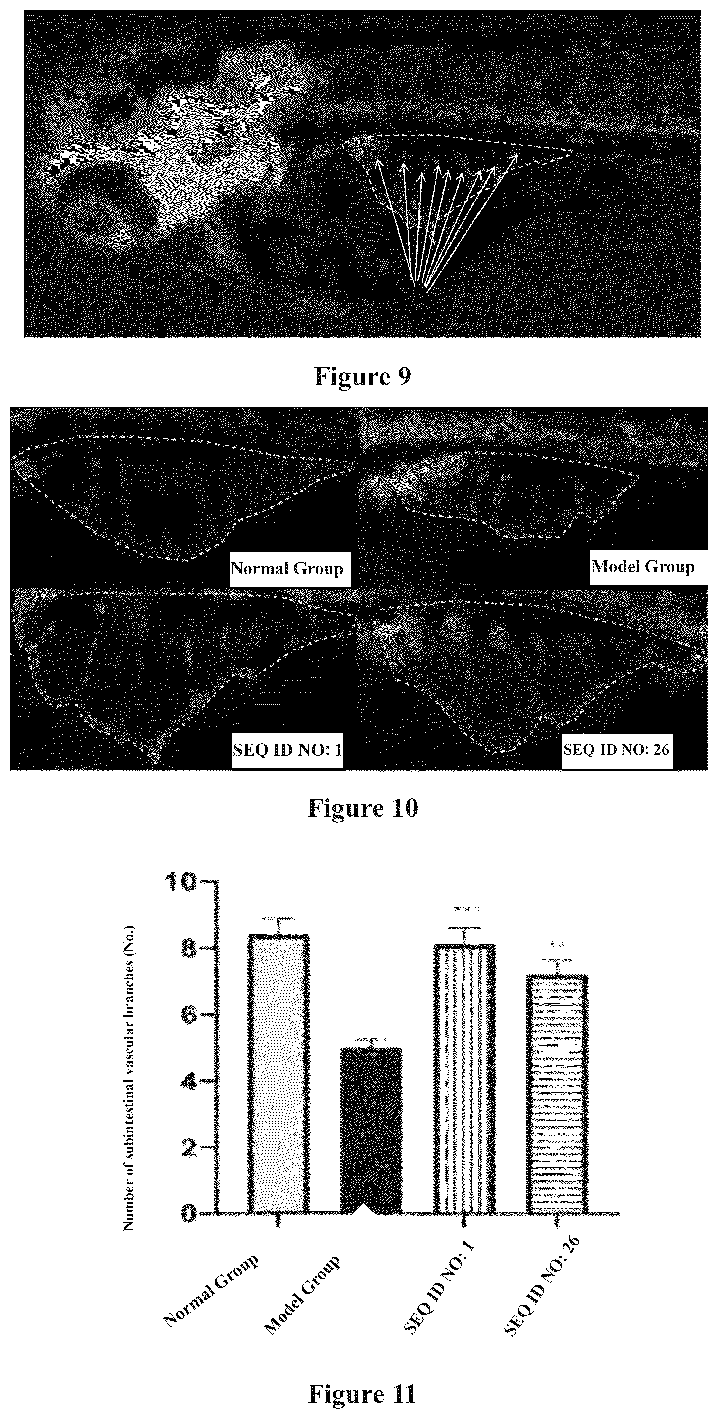 Patent US12351651 Figure 5 – Polypeptide for repairing mucosal damage or skin wound and use thereof
