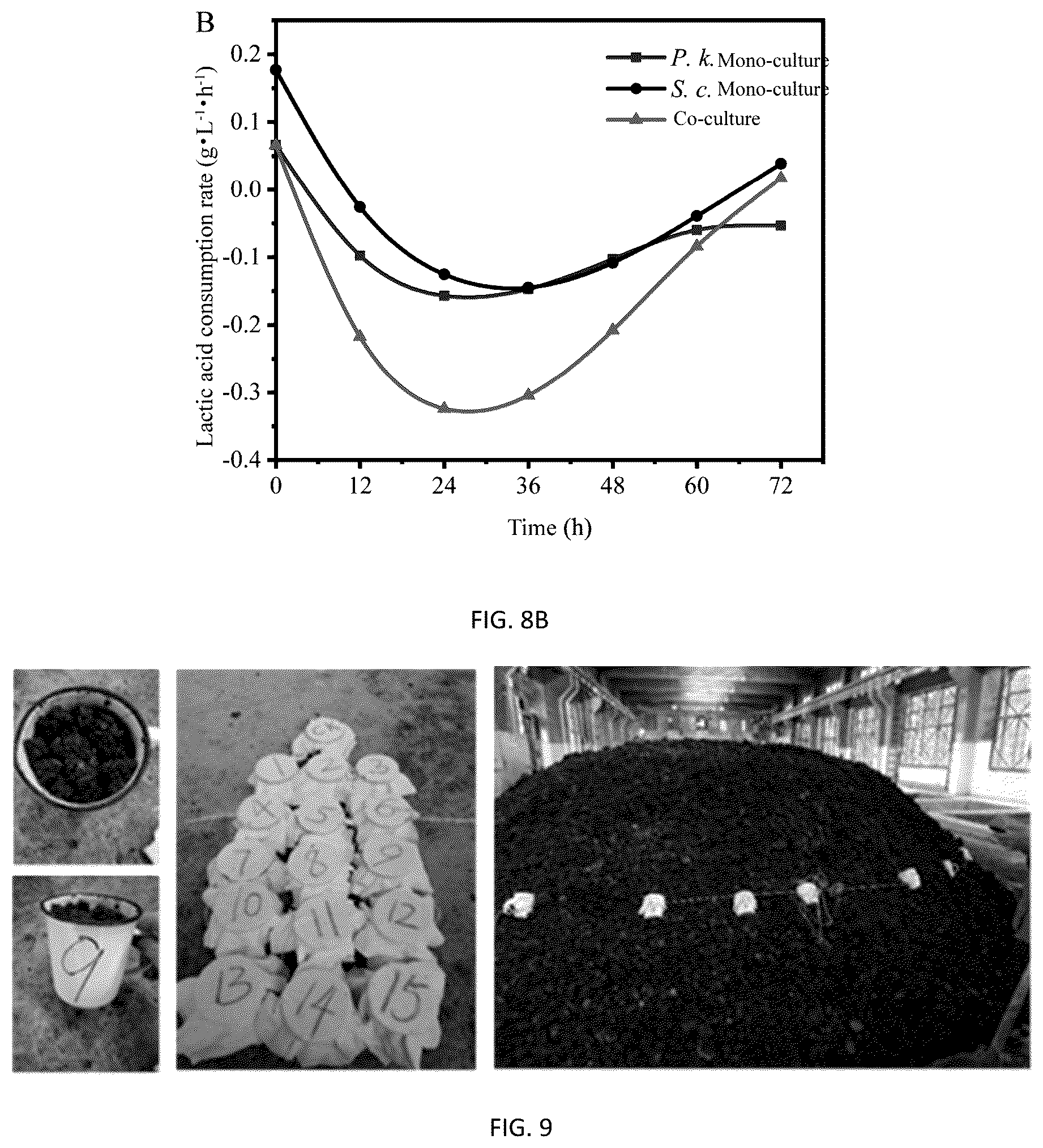 Patent US12351785 Figure 10 – Pichia kudriavzevii and multifunctional complex microbial inoculant and use thereof