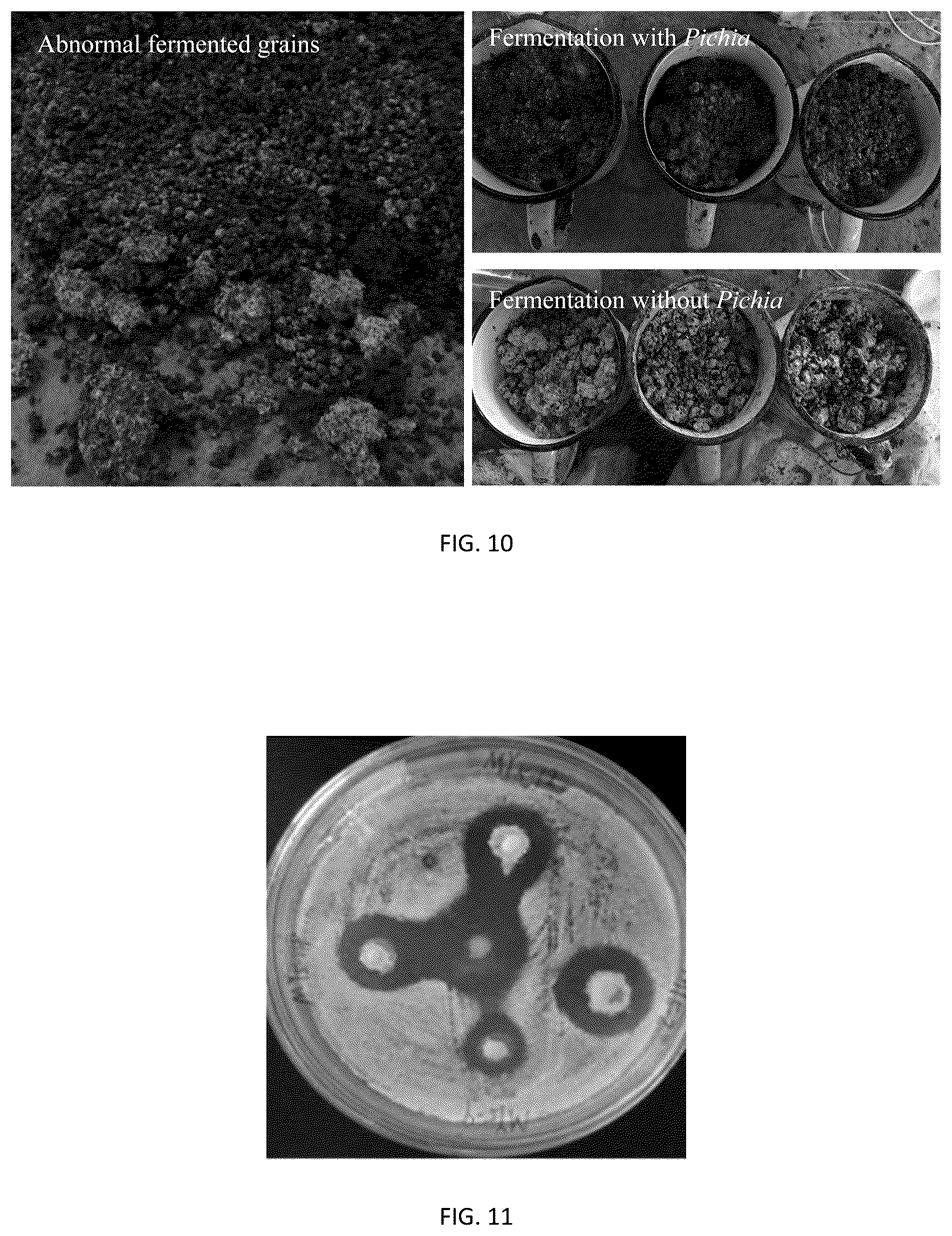 Patent US12351785 Figure 11 – Pichia kudriavzevii and multifunctional complex microbial inoculant and use thereof