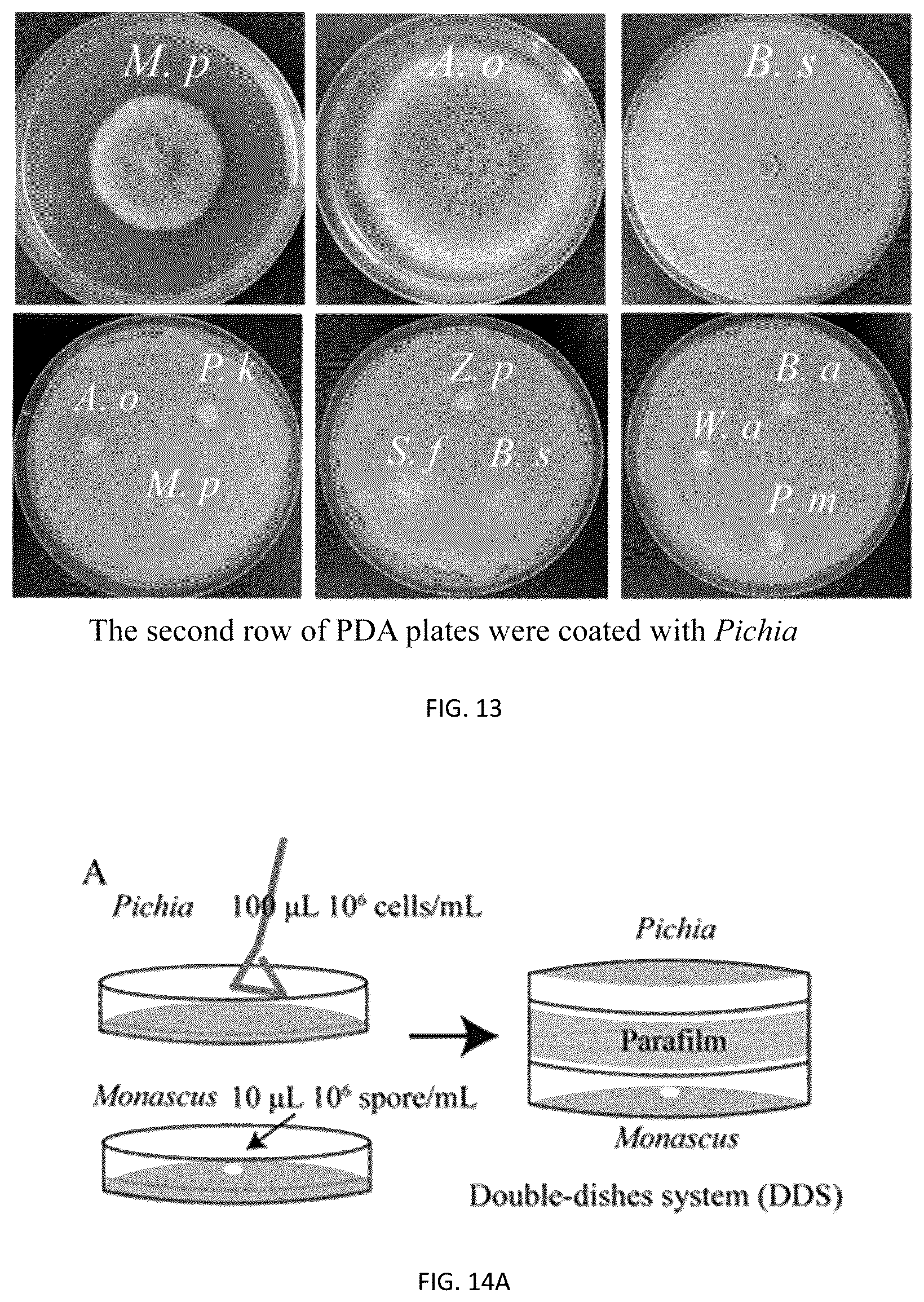 Patent US12351785 Figure 13 – Pichia kudriavzevii and multifunctional complex microbial inoculant and use thereof