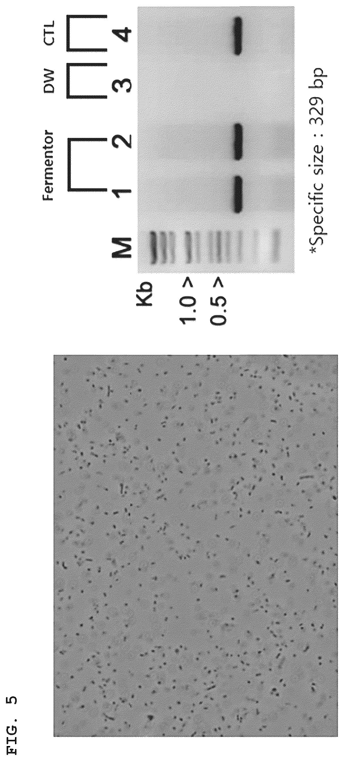 Patent US12351794 Figure 4 – Medium supplement for high-yield industrial culture of fastidious anaerobes and medium composition containing the same