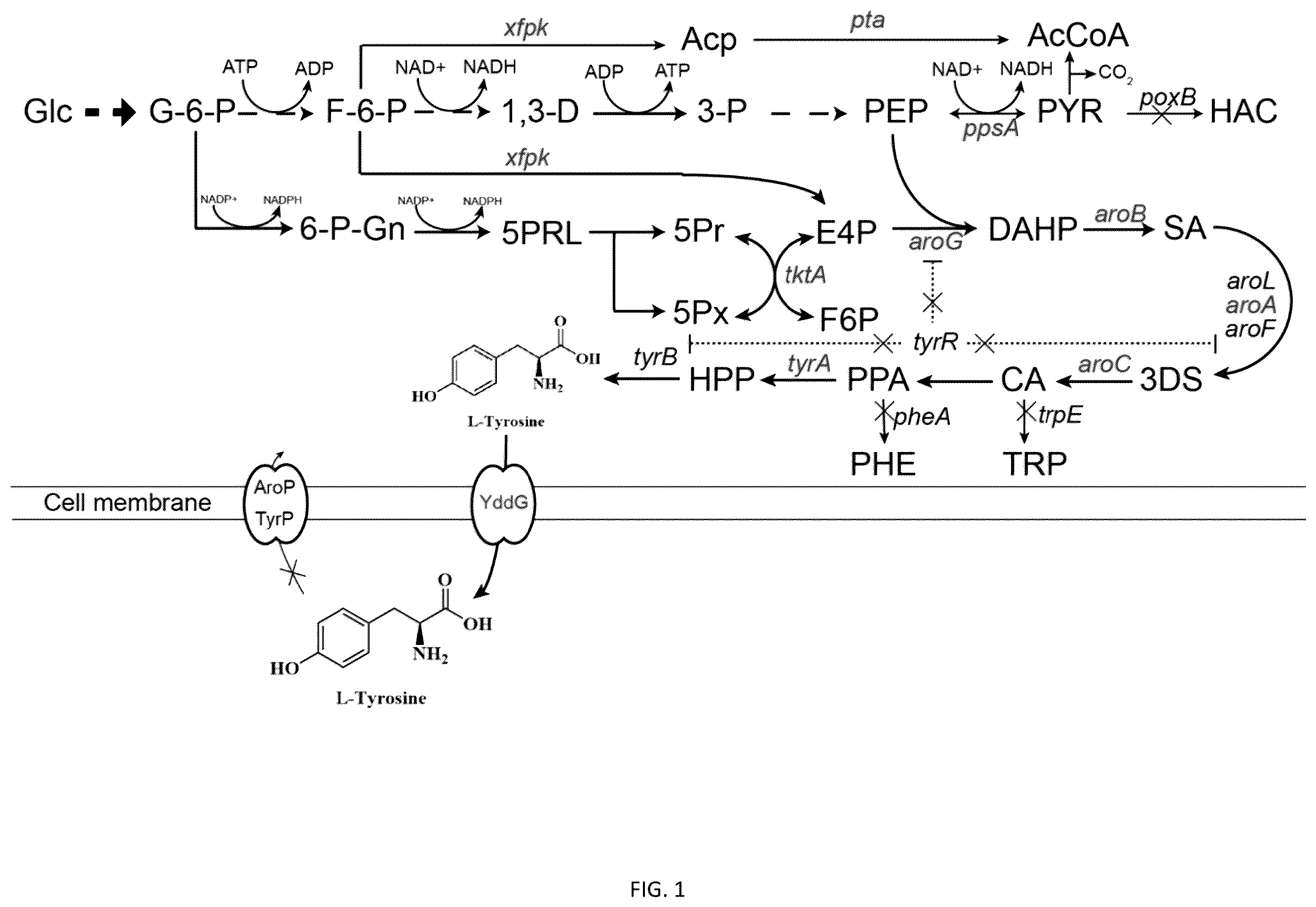 Patent US12351795 — Recombinant Escherichia coli for producing l-tyrosine and application thereof — Figure 1