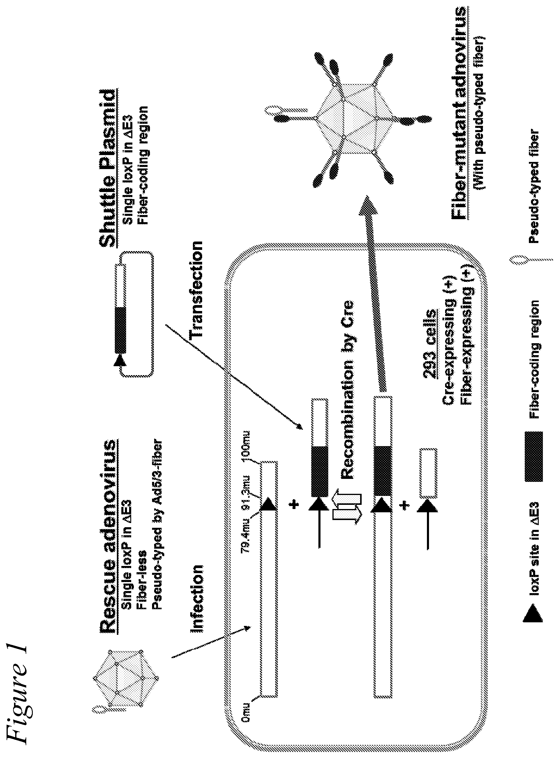 Patent US12351797 Figure 1 – Adenovirus library and methods