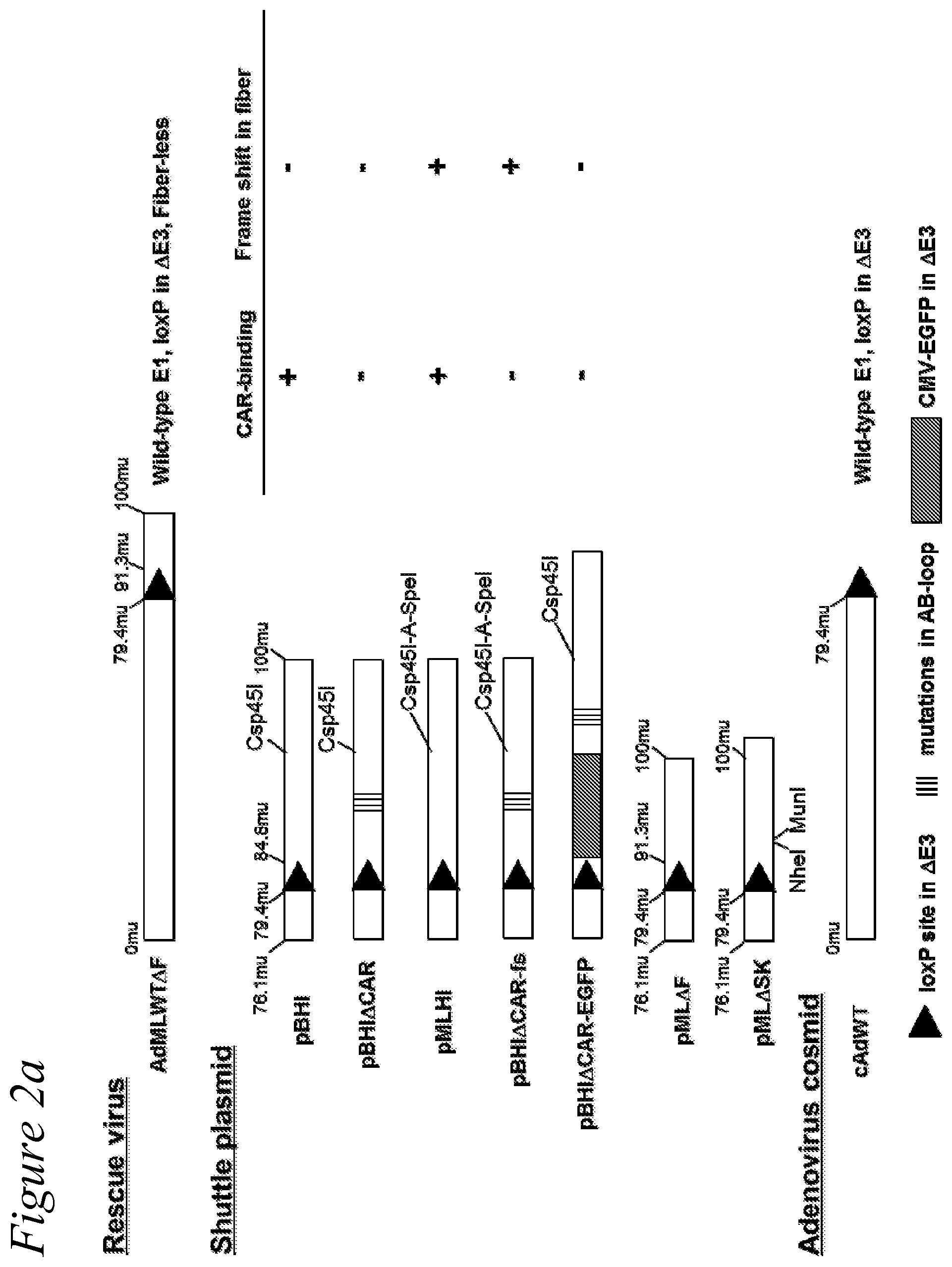 Patent US12351797 Figure 2 – Adenovirus library and methods