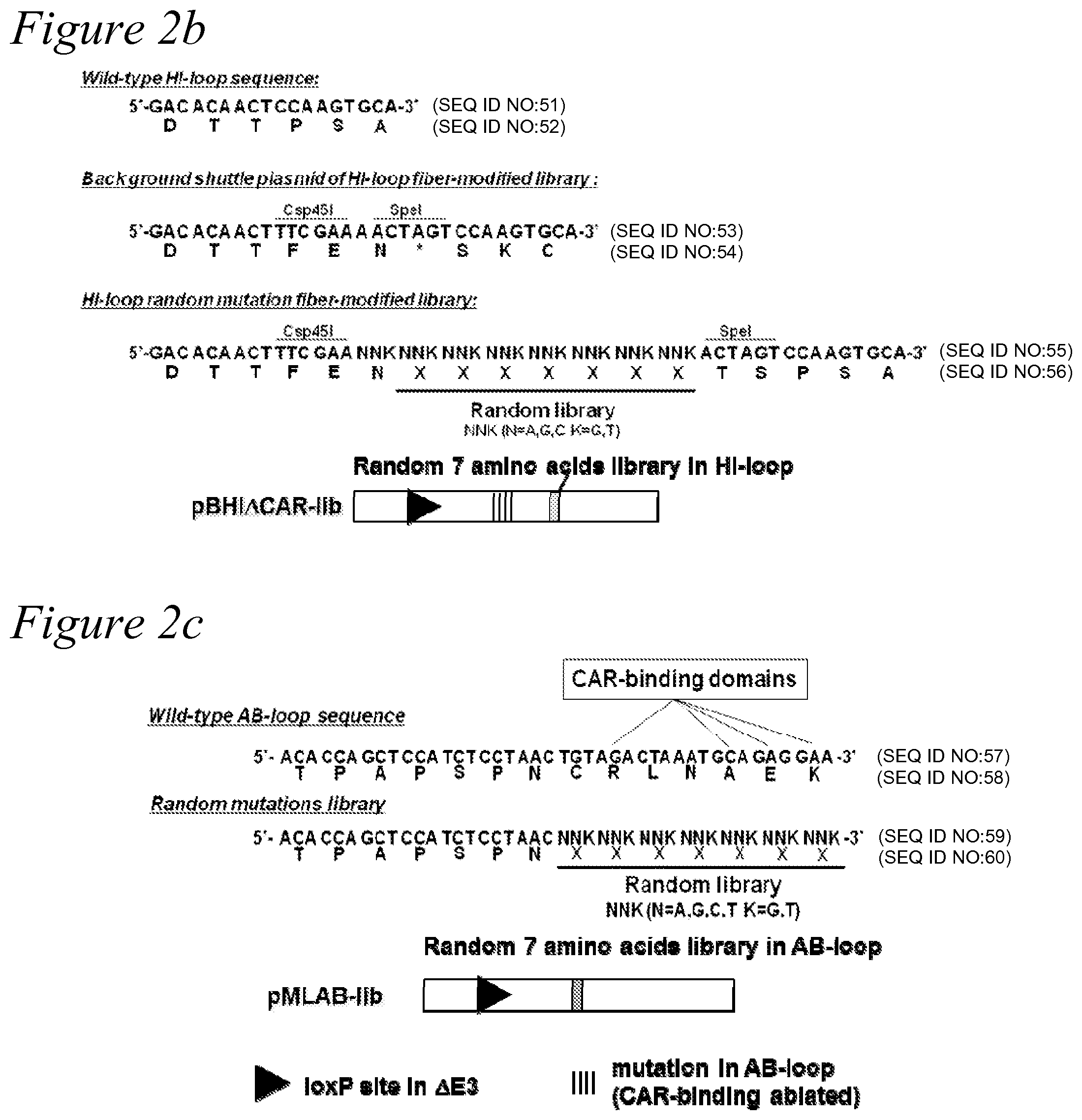 Patent US12351797 Figure 3 – Adenovirus library and methods
