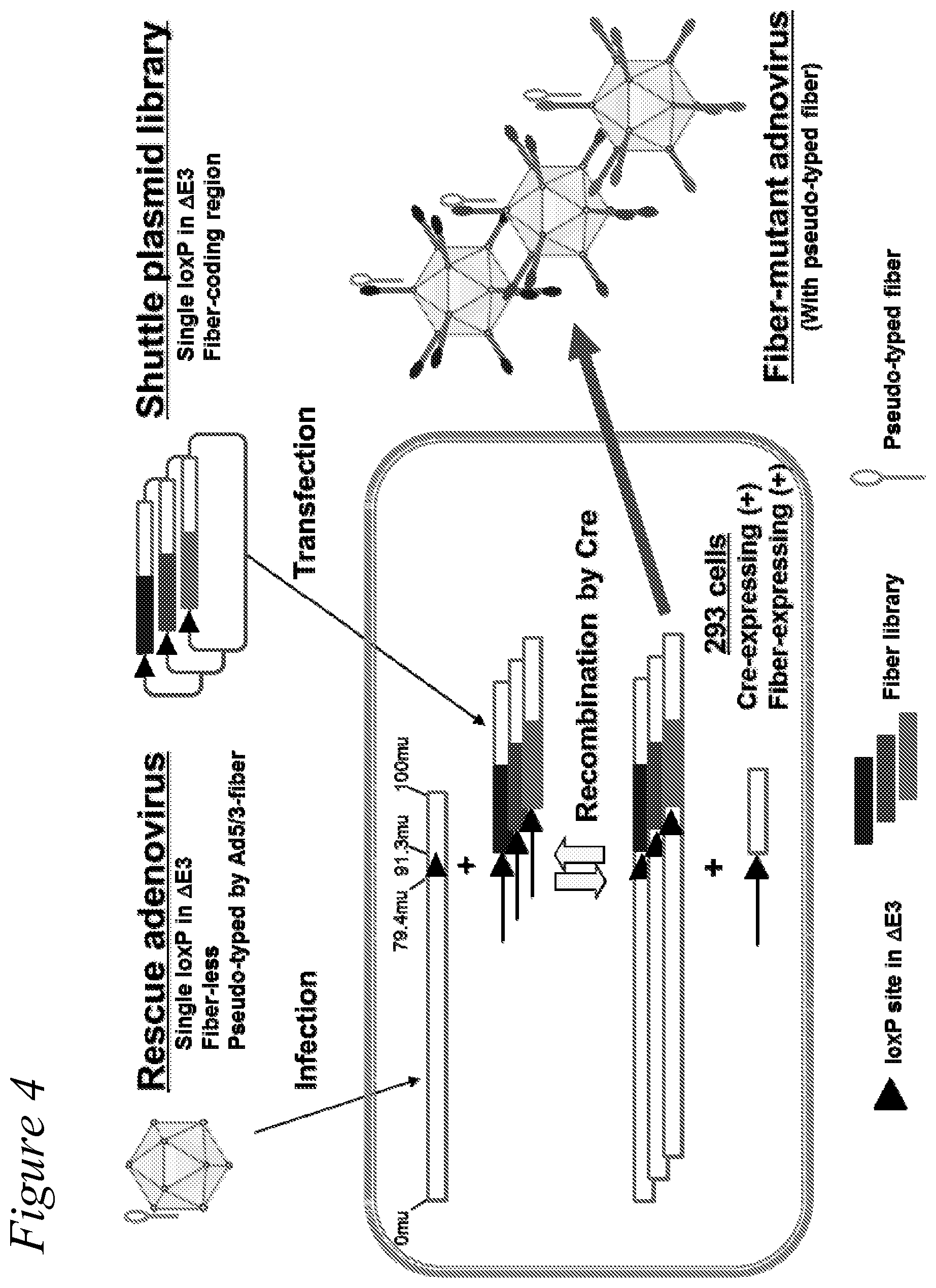 Patent US12351797 Figure 5 – Adenovirus library and methods