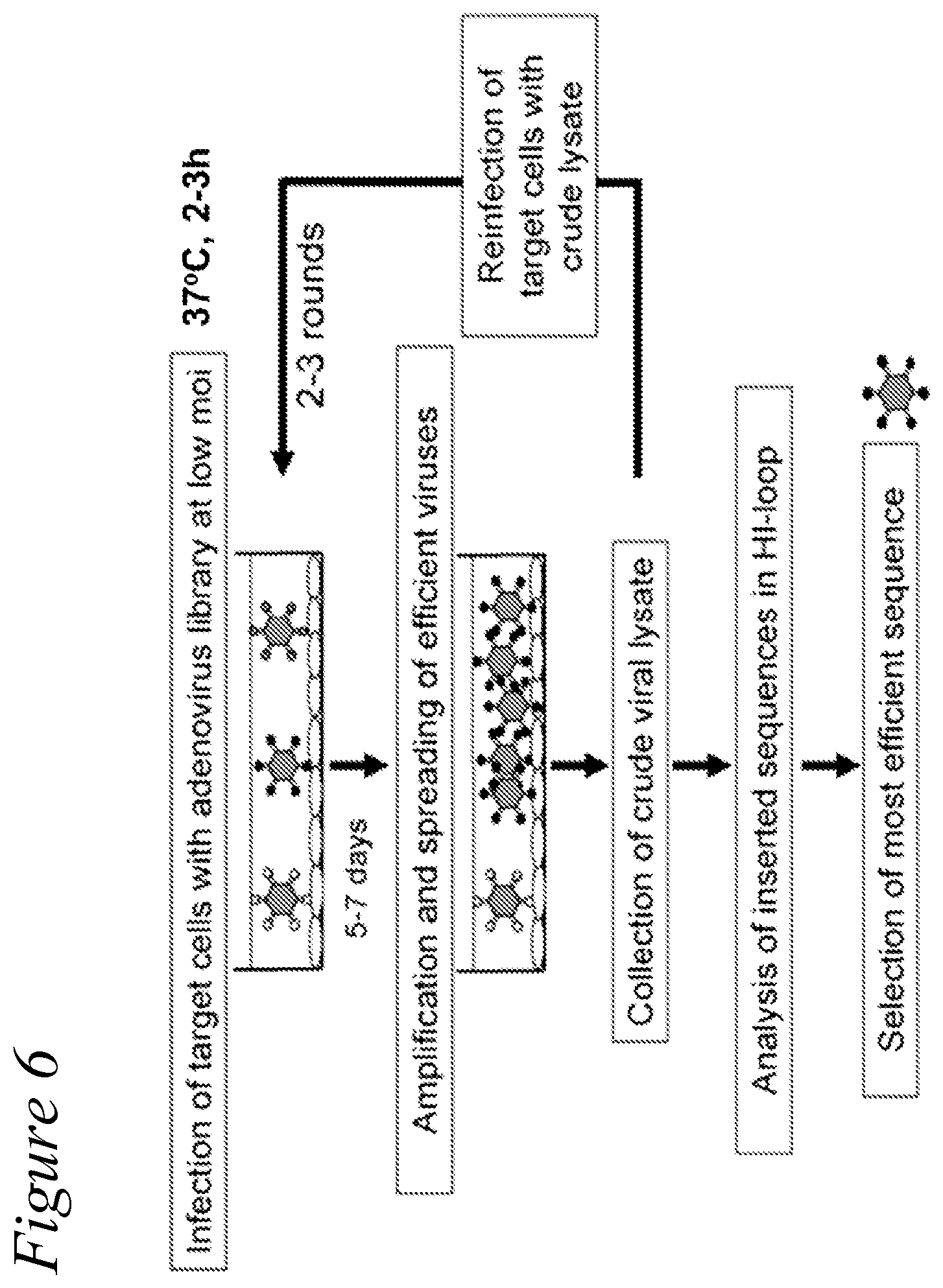 Patent US12351797 Figure 7 – Adenovirus library and methods