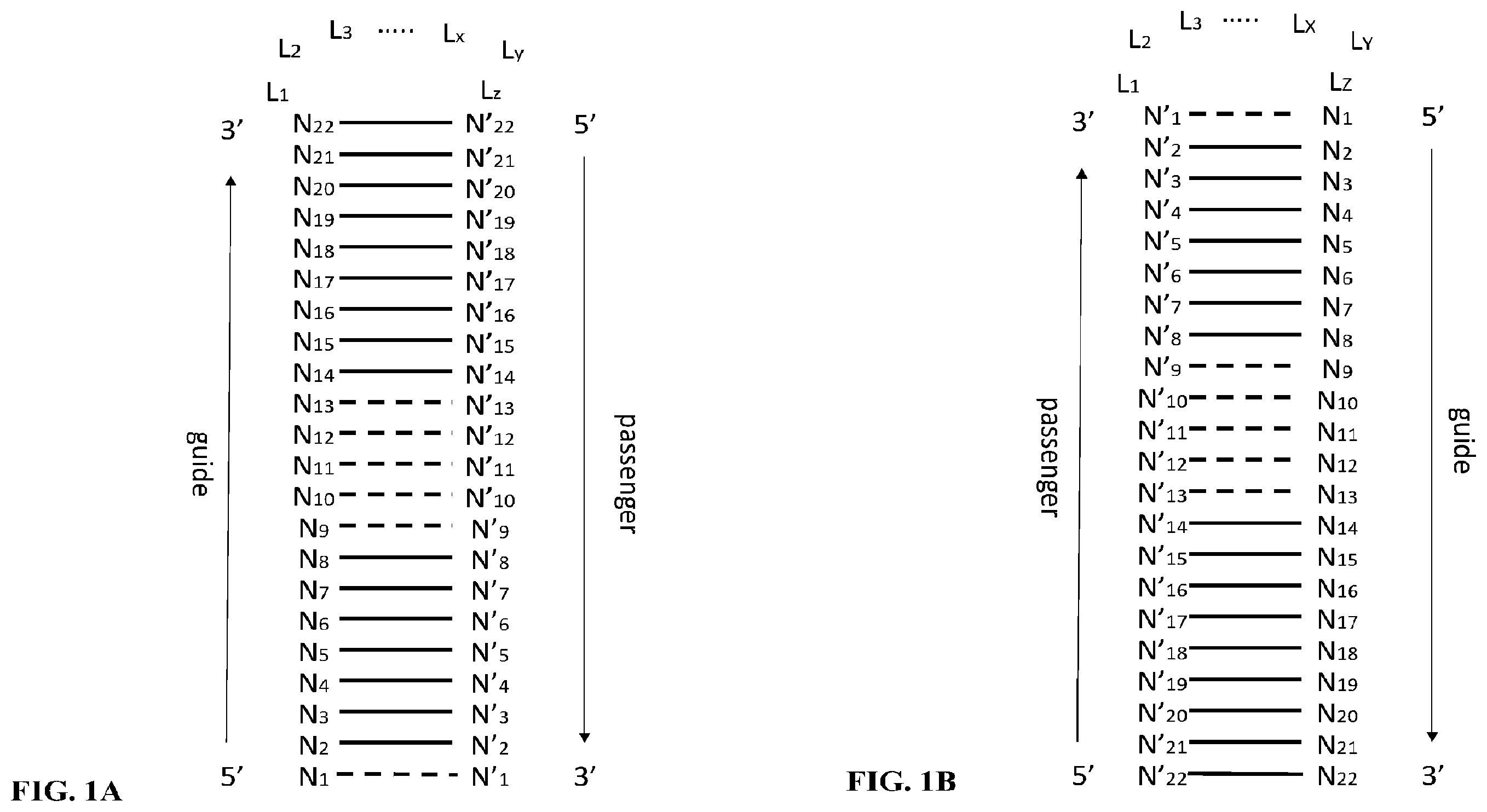 Patent US12351800 Figure 1 – Modifications of mammalian cells using artificial micro-RNA to alter their properties and the compositions of their products