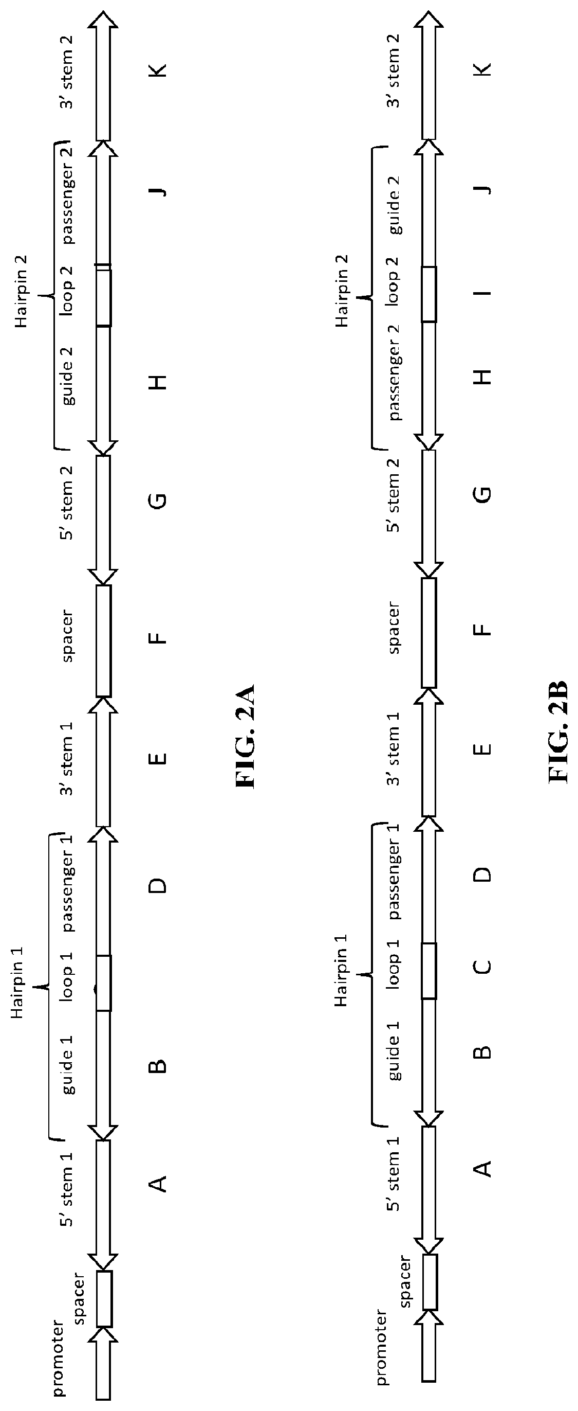 Patent US12351800 Figure 2 – Modifications of mammalian cells using artificial micro-RNA to alter their properties and the compositions of their products