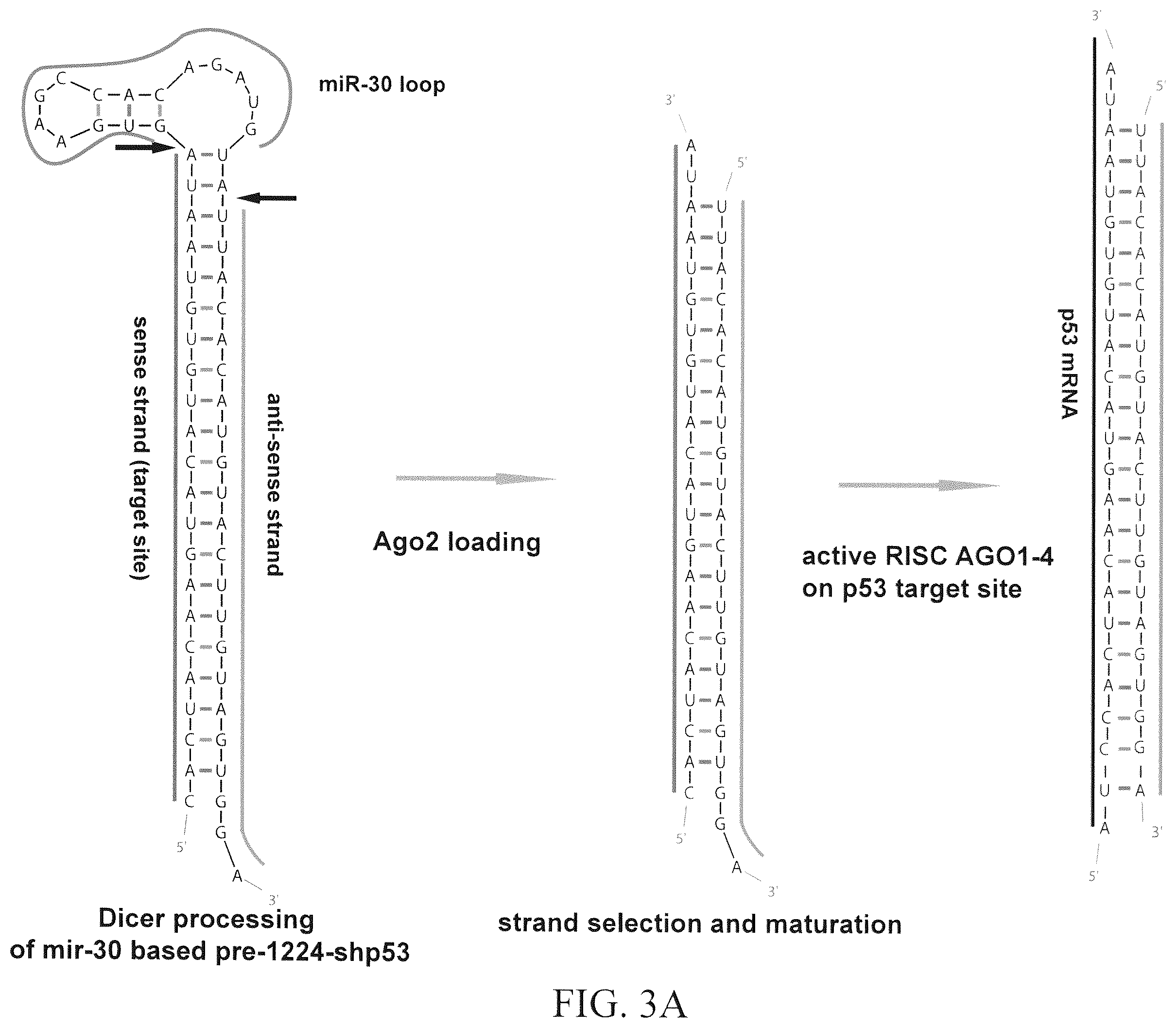 Patent US12351802 Figure 4 – Structurally designed shRNAs