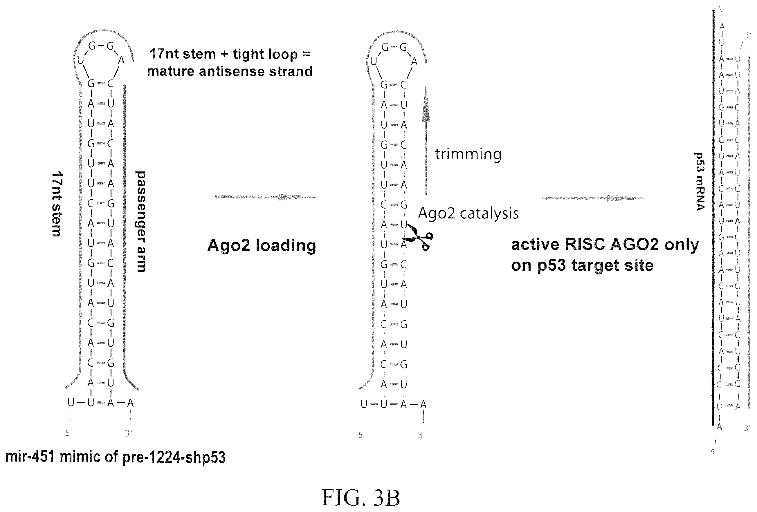 Patent US12351802 Figure 5 – Structurally designed shRNAs