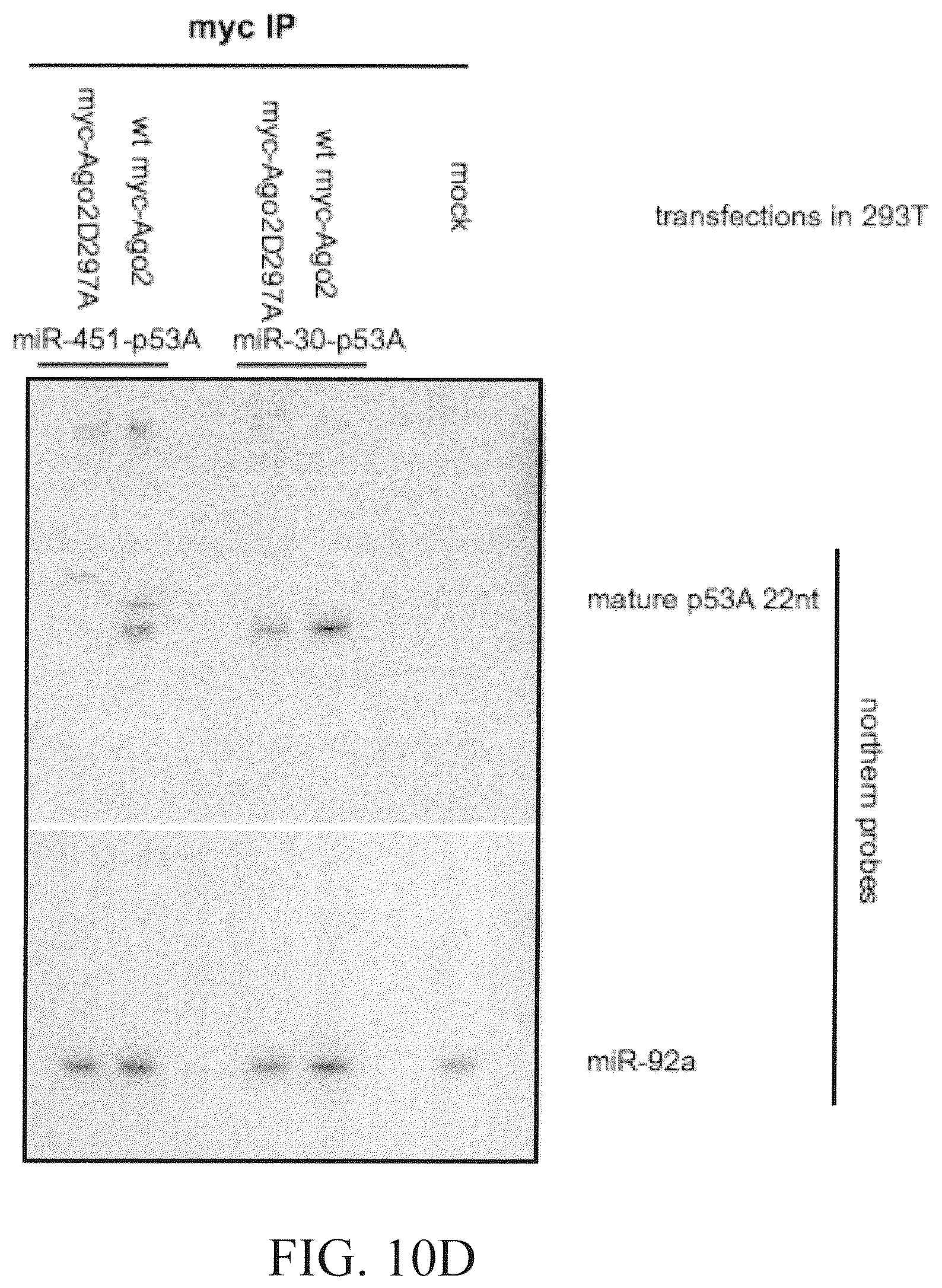 Patent US12351802 Figure 17 – Structurally designed shRNAs