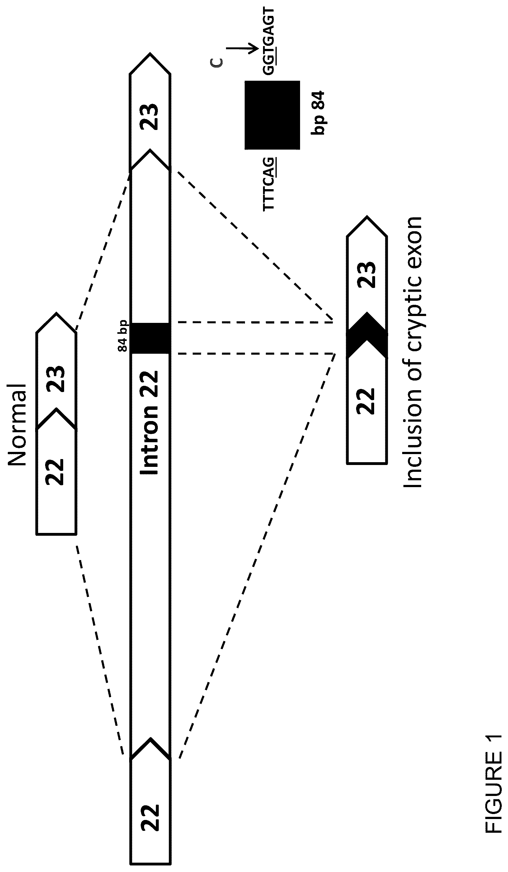 Patent US12351803 — Restoration of the CFTR function by splicing modulation — Figure 1