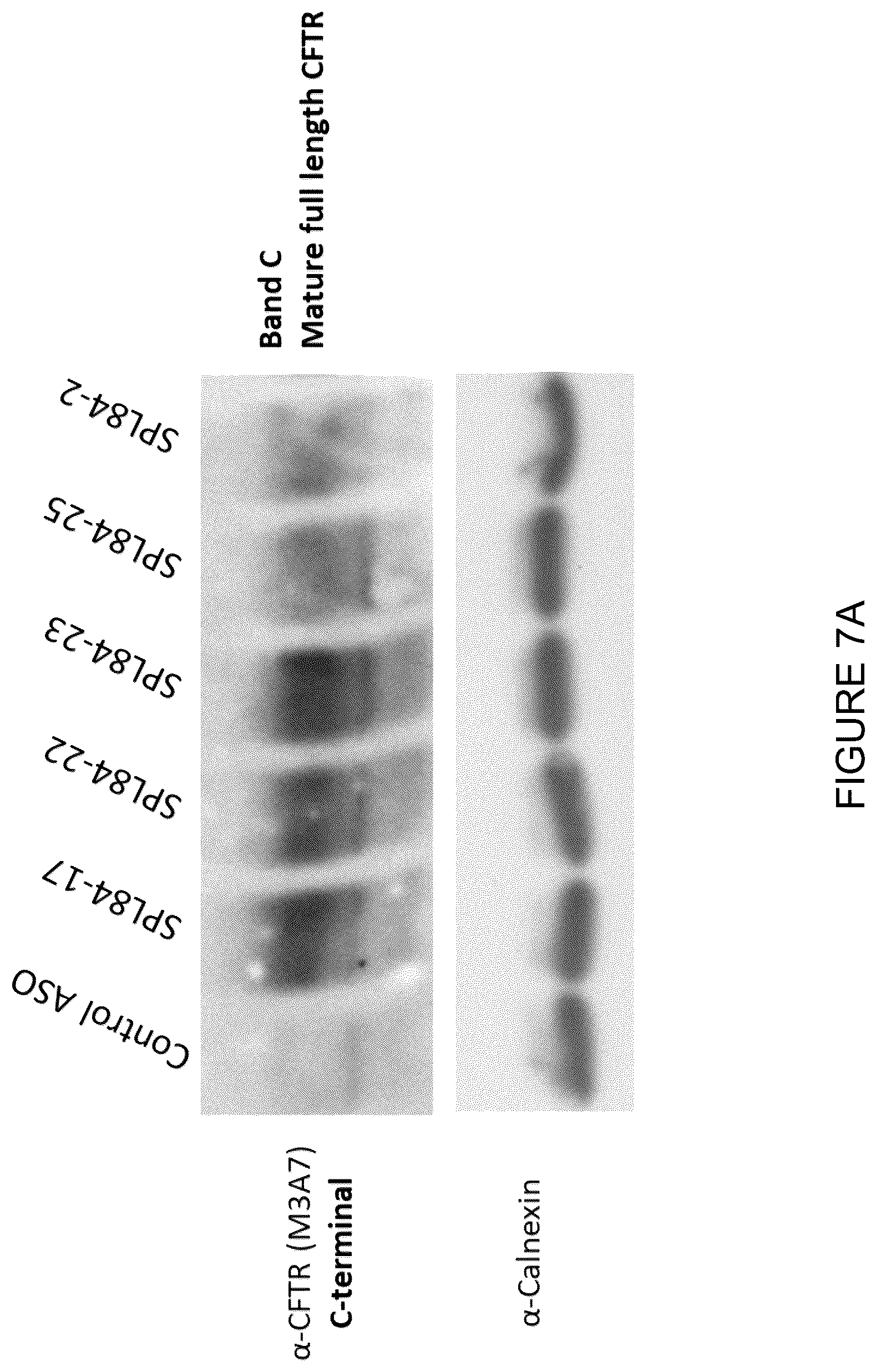 Patent US12351803 Figure 10 – Restoration of the CFTR function by splicing modulation