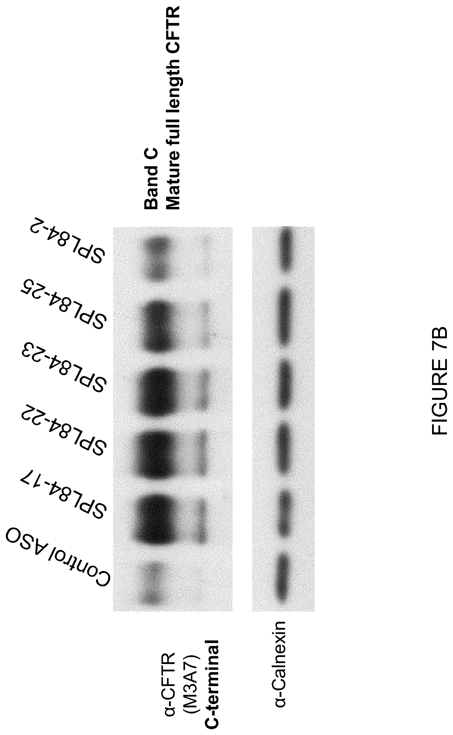 Patent US12351803 Figure 11 – Restoration of the CFTR function by splicing modulation