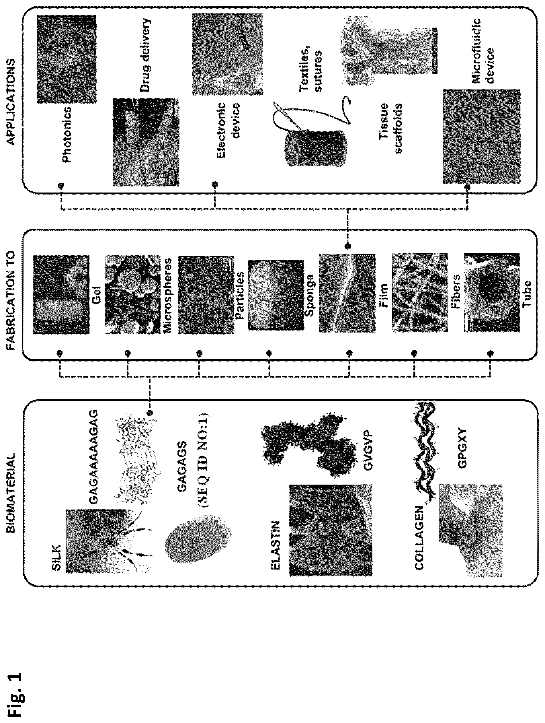 Patent US12351805 — Method of making recombinant silk and silk-amyloid hybrid proteins using bacteria — Figure 1