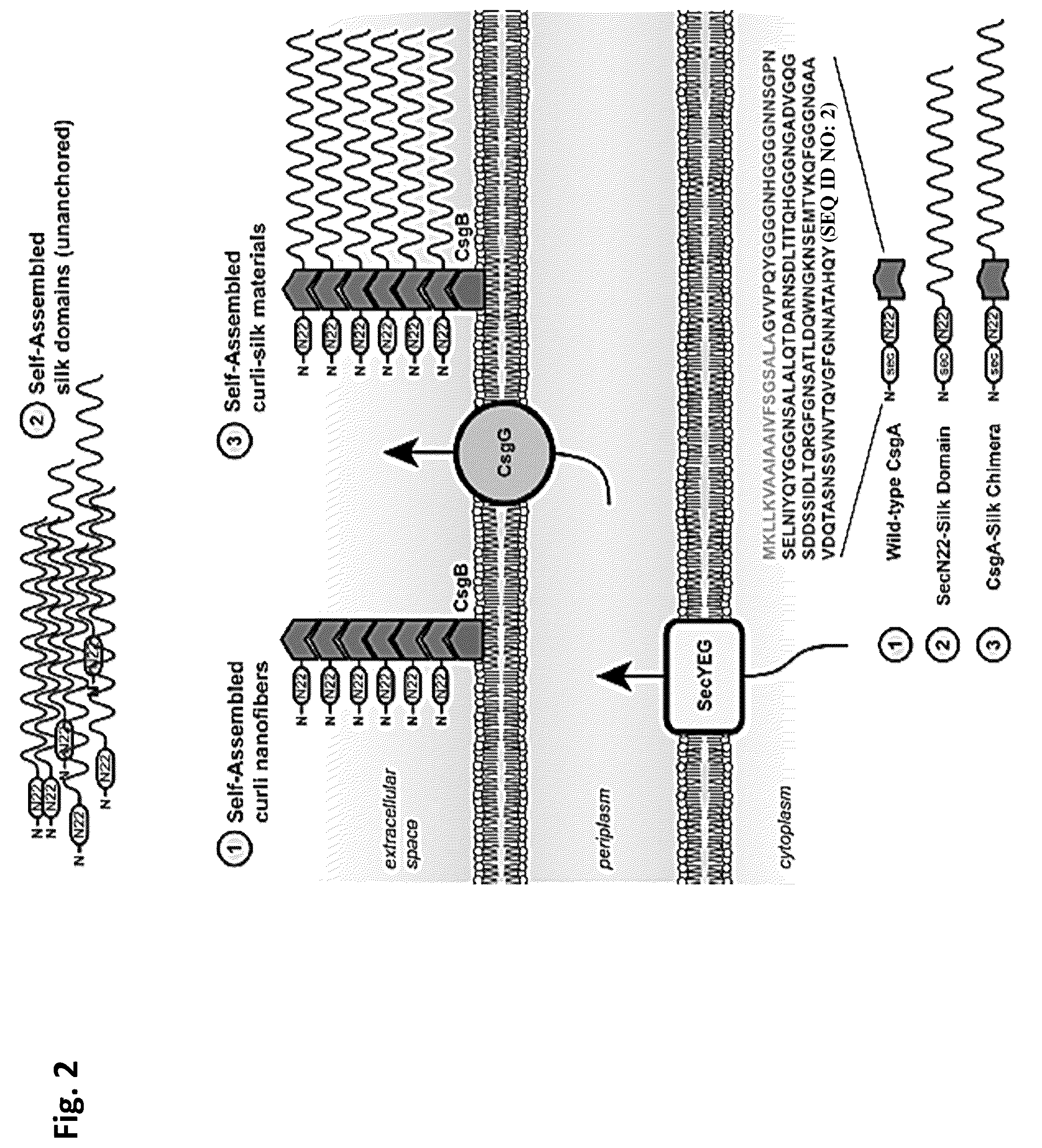 Patent US12351805 Figure 2 – Method of making recombinant silk and silk-amyloid hybrid proteins using bacteria
