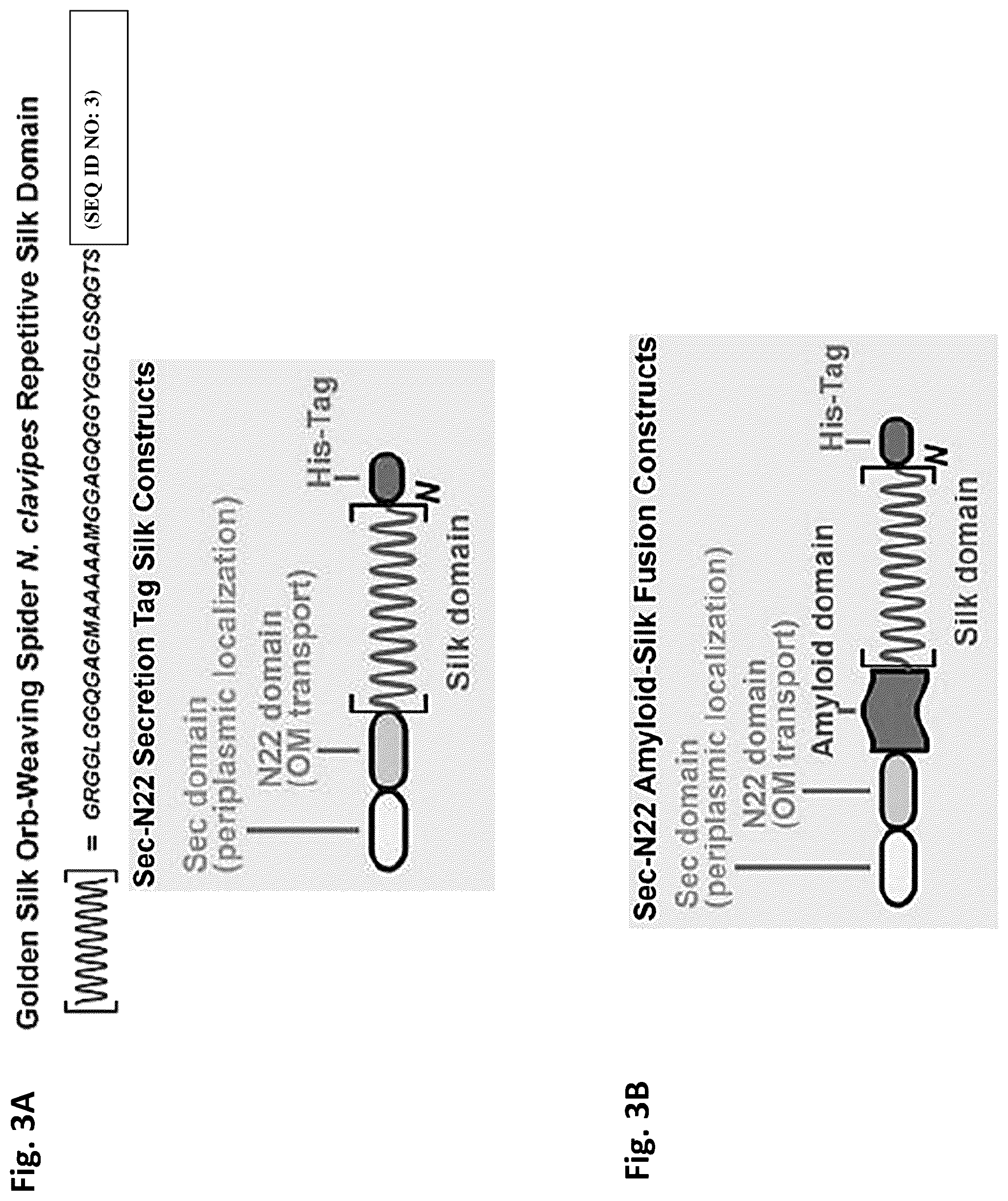 Patent US12351805 Figure 3 – Method of making recombinant silk and silk-amyloid hybrid proteins using bacteria
