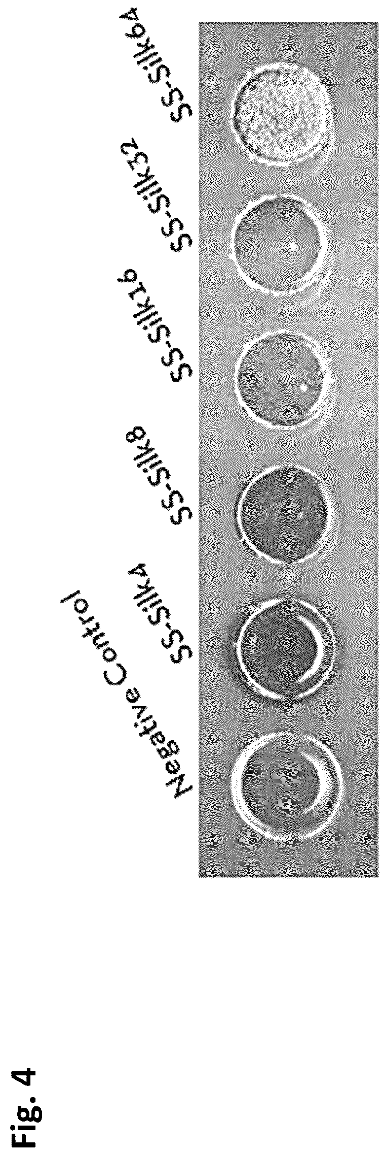 Patent US12351805 Figure 4 – Method of making recombinant silk and silk-amyloid hybrid proteins using bacteria