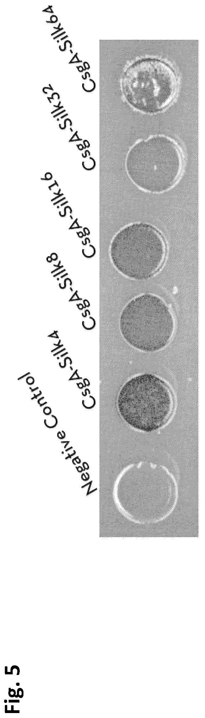 Patent US12351805 Figure 5 – Method of making recombinant silk and silk-amyloid hybrid proteins using bacteria