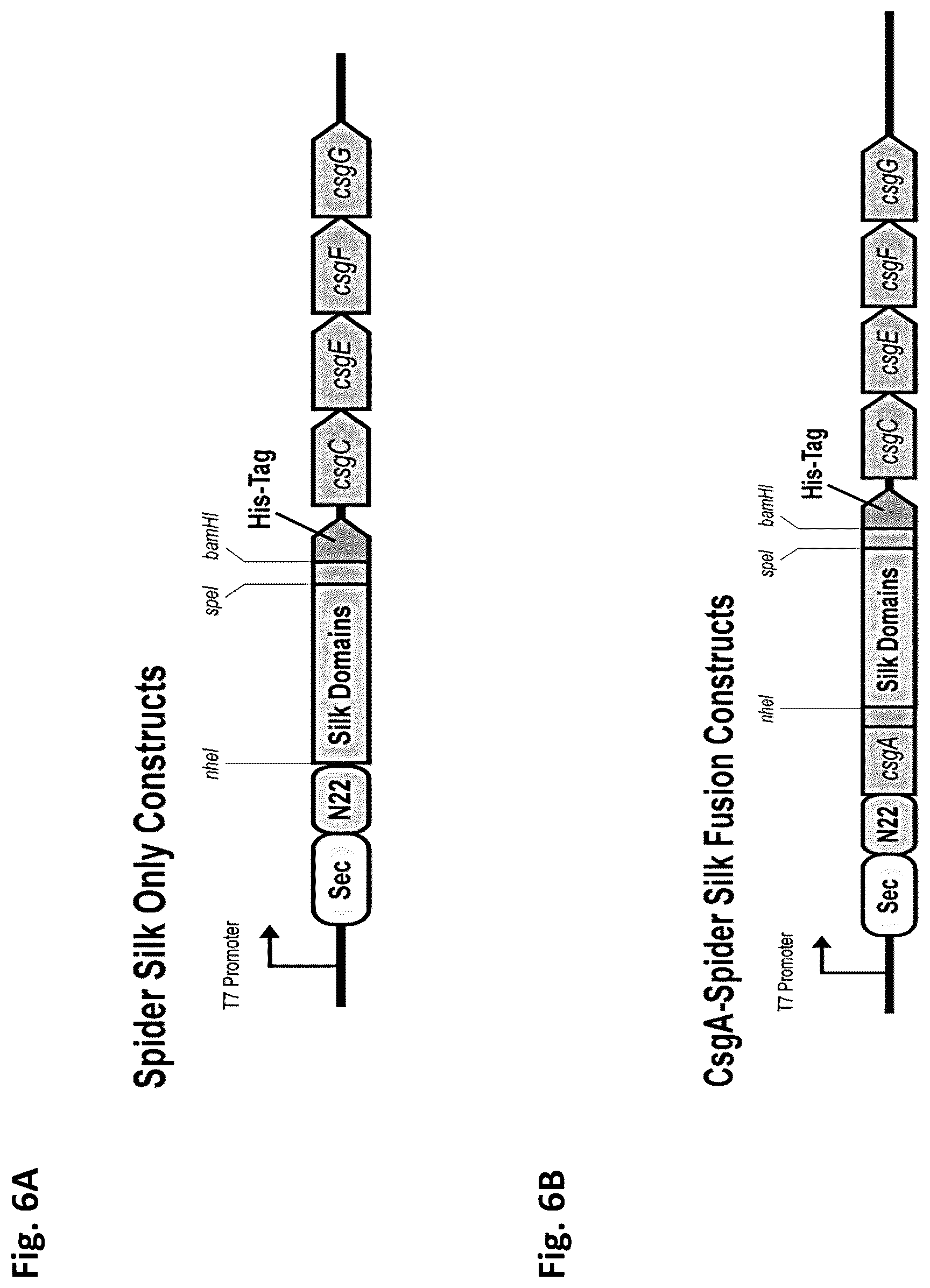 Patent US12351805 Figure 6 – Method of making recombinant silk and silk-amyloid hybrid proteins using bacteria