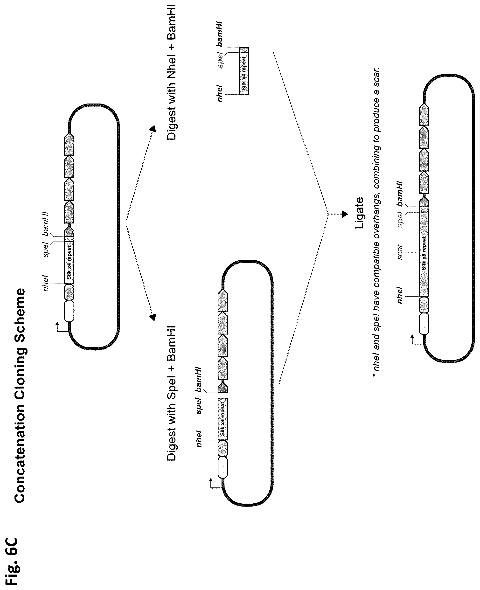 Patent US12351805 Figure 7 – Method of making recombinant silk and silk-amyloid hybrid proteins using bacteria
