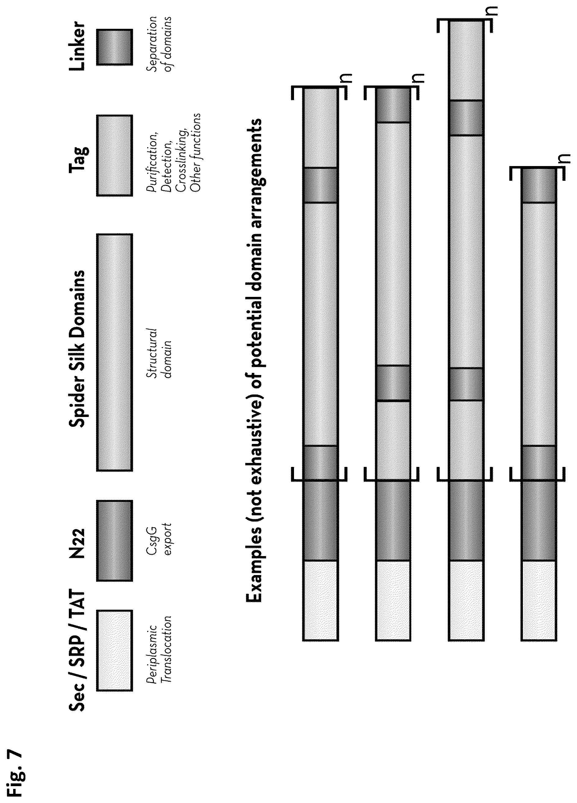 Patent US12351805 Figure 8 – Method of making recombinant silk and silk-amyloid hybrid proteins using bacteria