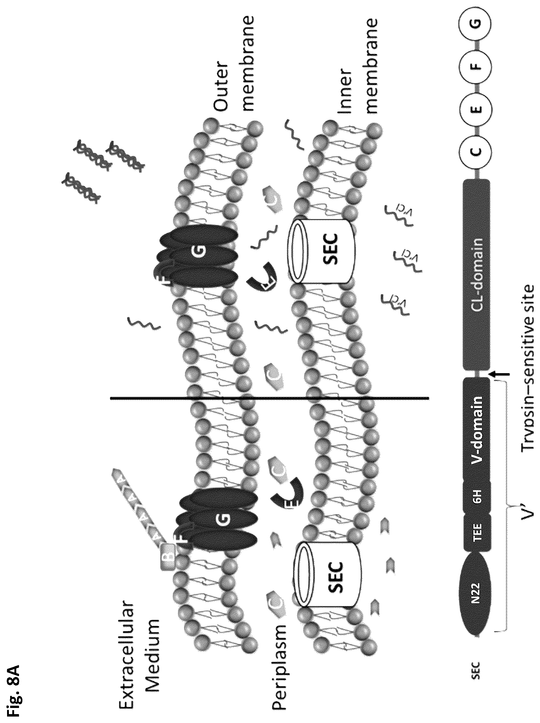 Patent US12351805 Figure 9 – Method of making recombinant silk and silk-amyloid hybrid proteins using bacteria