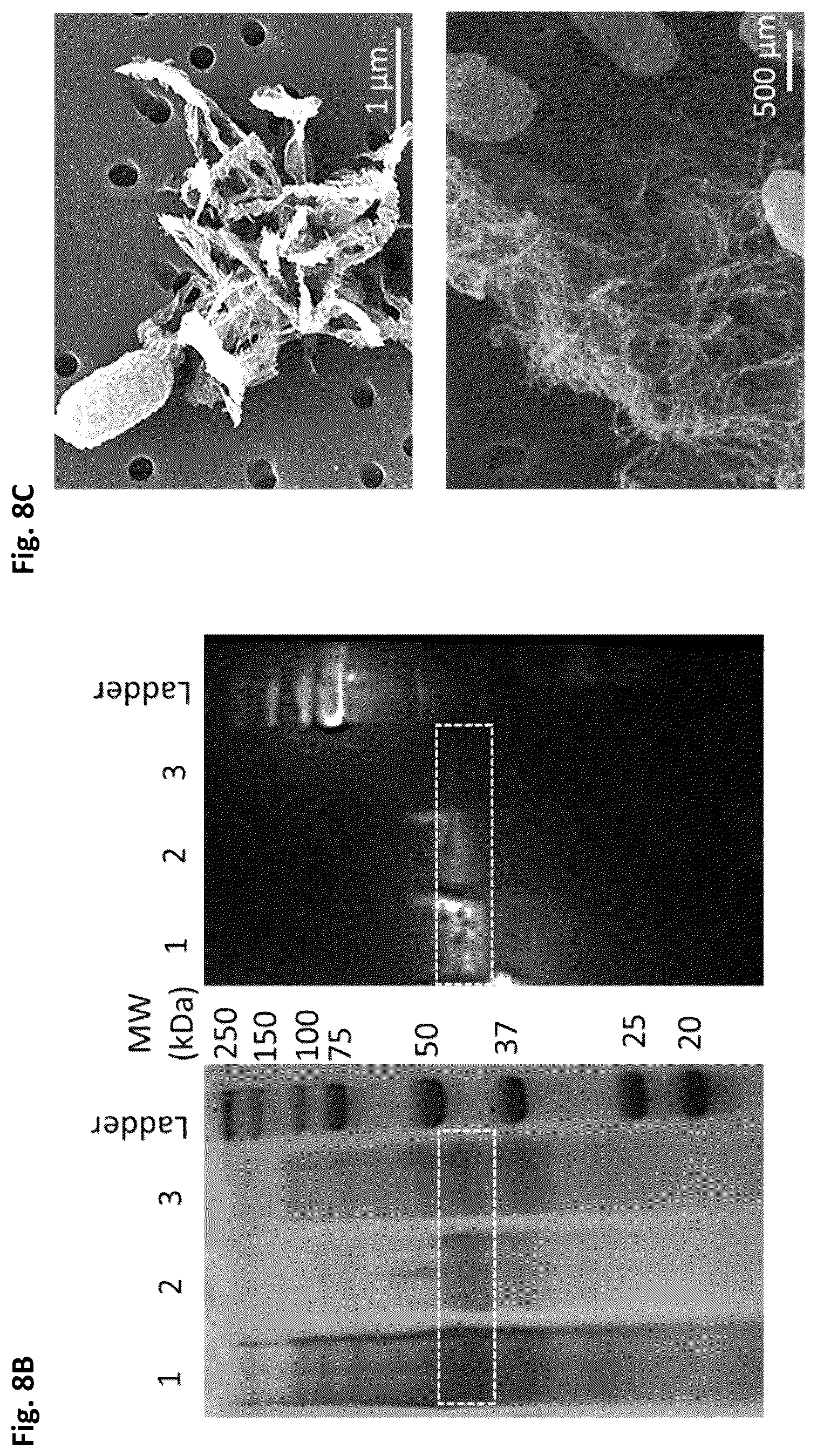 Patent US12351805 Figure 10 – Method of making recombinant silk and silk-amyloid hybrid proteins using bacteria