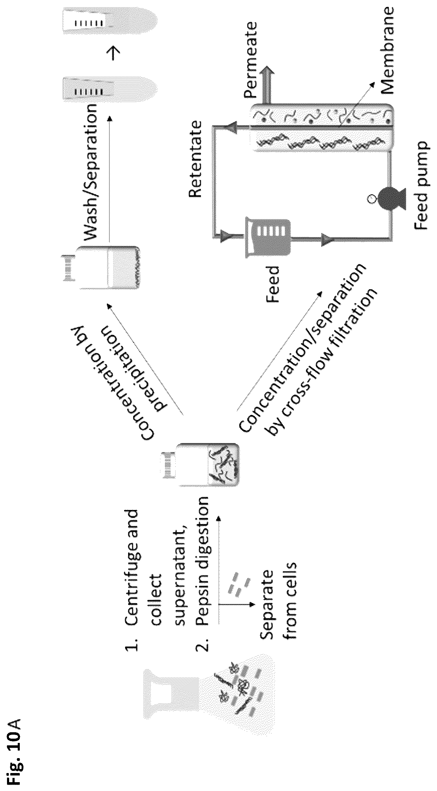 Patent US12351805 Figure 13 – Method of making recombinant silk and silk-amyloid hybrid proteins using bacteria