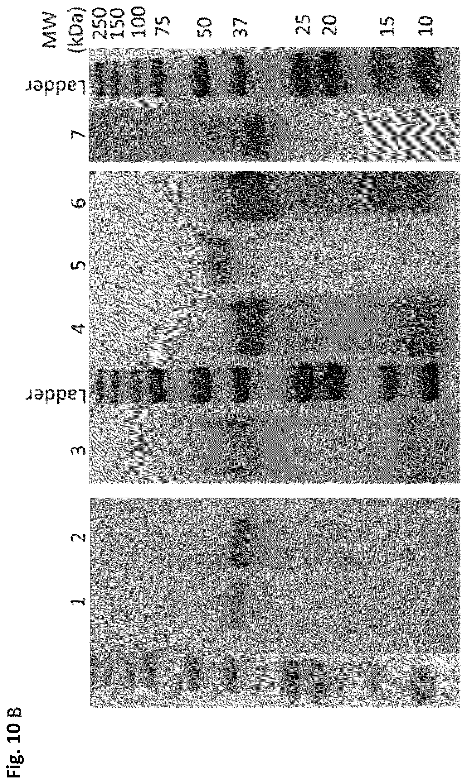 Patent US12351805 Figure 14 – Method of making recombinant silk and silk-amyloid hybrid proteins using bacteria