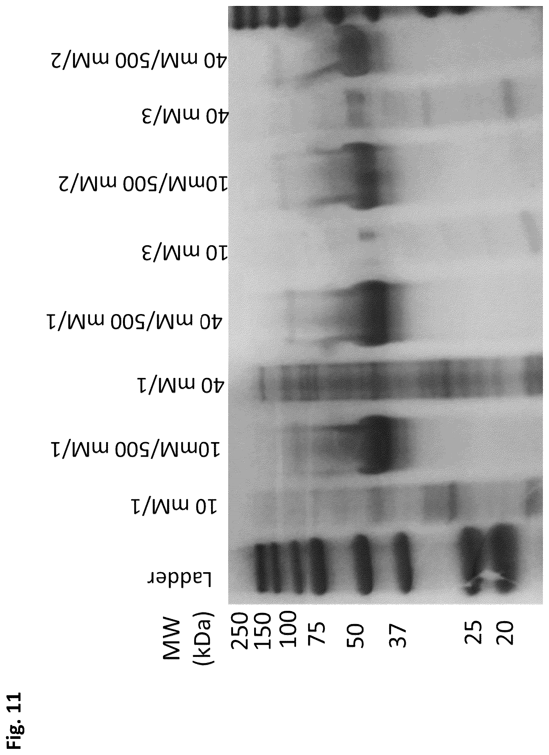 Patent US12351805 Figure 17 – Method of making recombinant silk and silk-amyloid hybrid proteins using bacteria