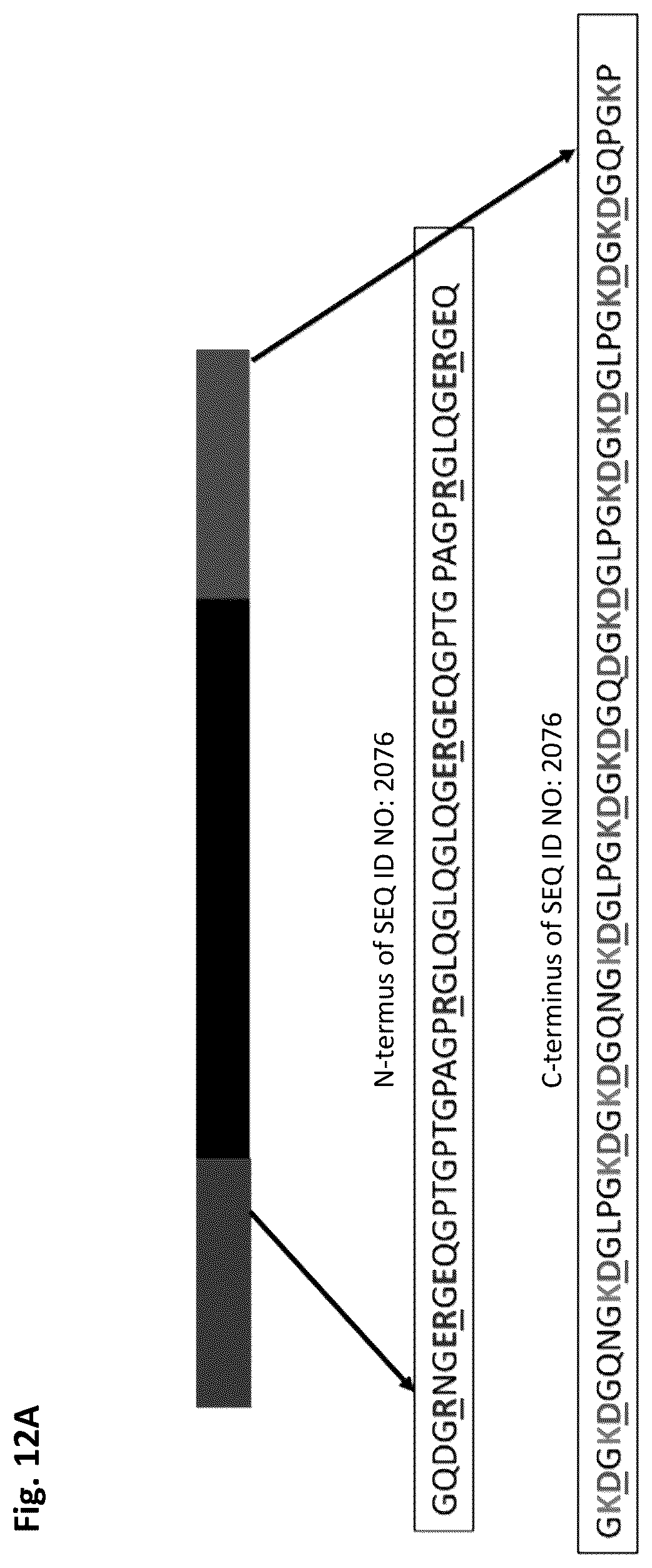Patent US12351805 Figure 18 – Method of making recombinant silk and silk-amyloid hybrid proteins using bacteria