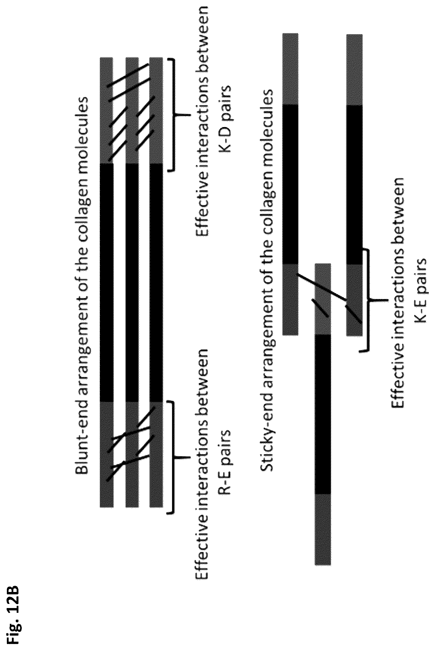 Patent US12351805 Figure 19 – Method of making recombinant silk and silk-amyloid hybrid proteins using bacteria