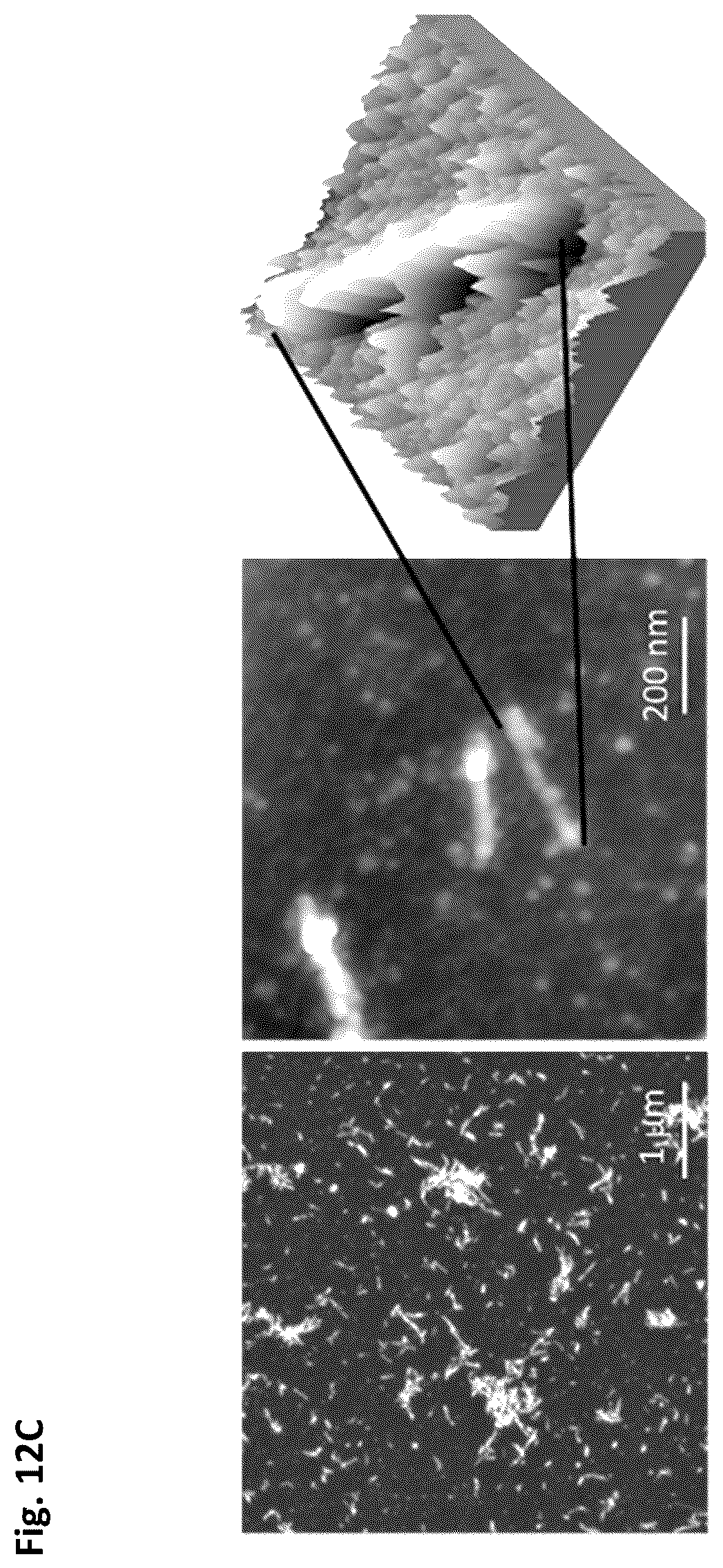 Patent US12351805 Figure 20 – Method of making recombinant silk and silk-amyloid hybrid proteins using bacteria