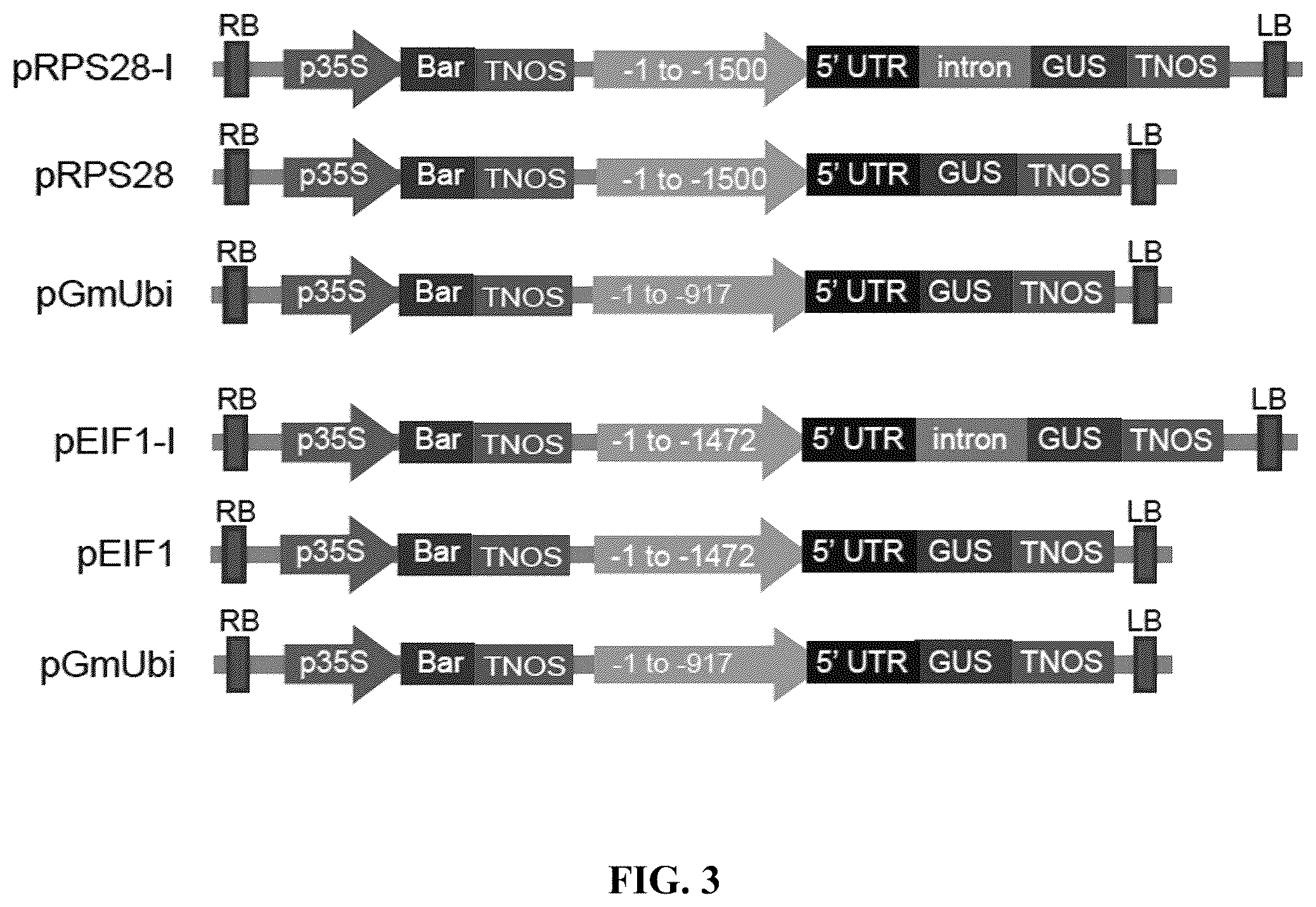 Patent US12351808 Figure 7 – Method for promoting expression of foreign gene in soybean, Arabidopsis or tobacco using gene promoter PRPS28 or PRPS28-1