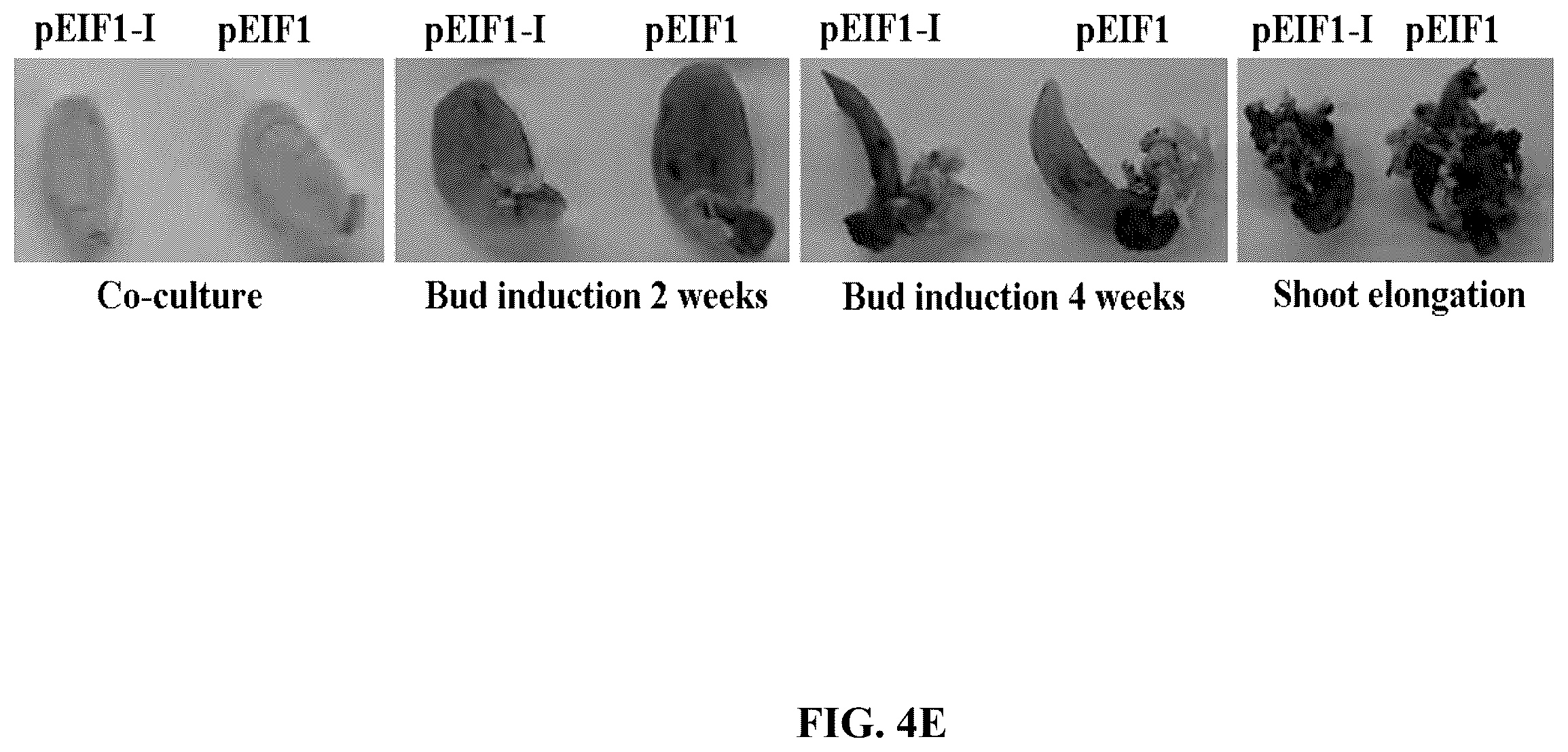 Patent US12351808 Figure 10 – Method for promoting expression of foreign gene in soybean, Arabidopsis or tobacco using gene promoter PRPS28 or PRPS28-1